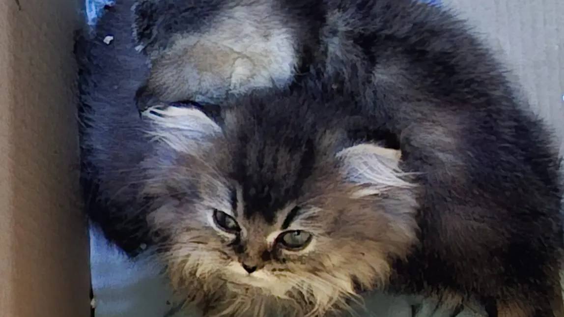 Verschrikkelijke dumping kittens: wonden vol maden, vastgekoekte diarree