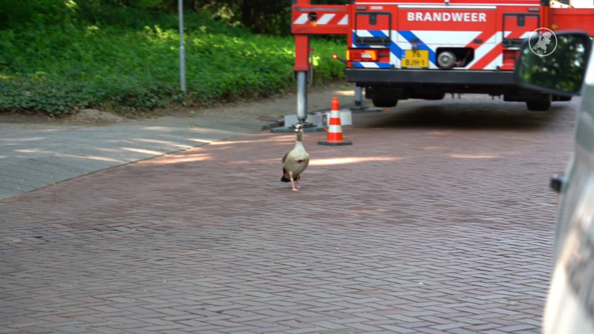 Ganzenfamilie zet Dongen op stelten, hulpdiensten ter plaatse