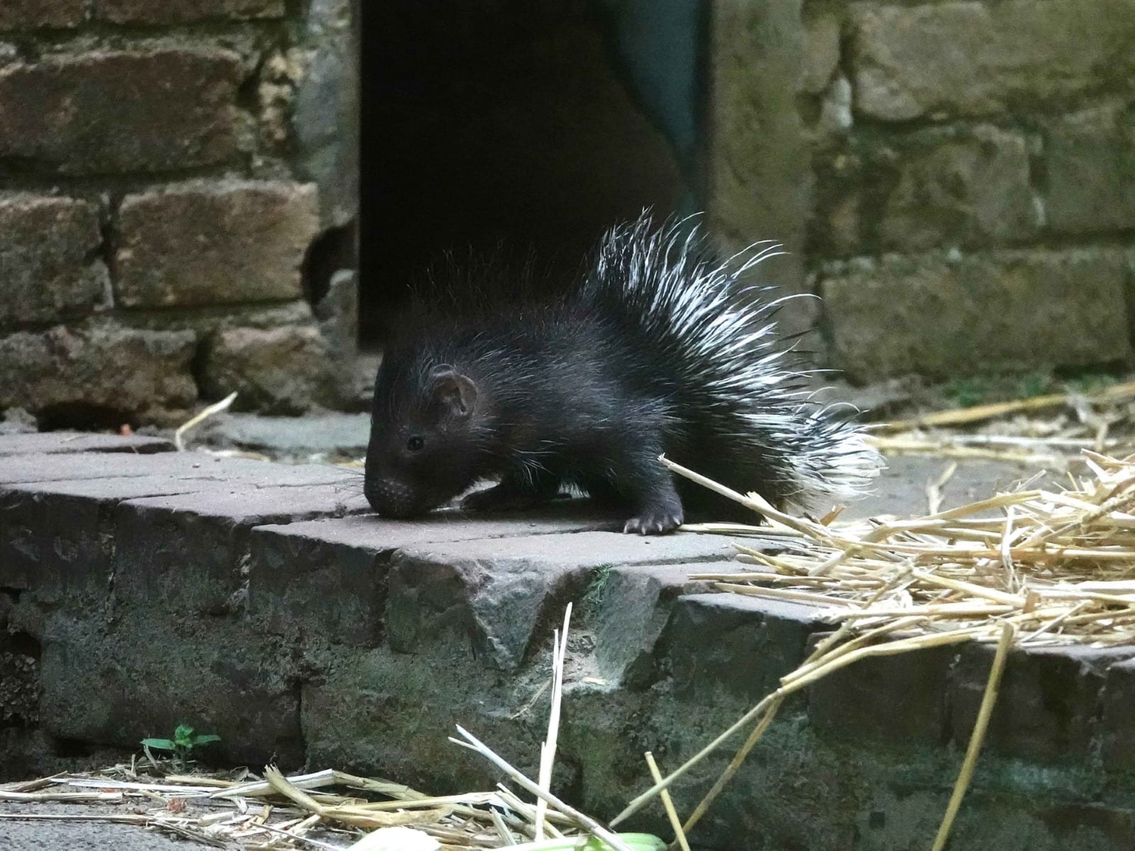 ZIEN: Witstaartstekelvarken geboren in DierenPark Amersfoort