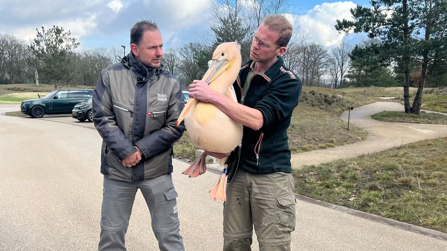 Verdwaalde pelikaan na 2 weken eindelijk gevangen dankzij 'sluw masterplan'