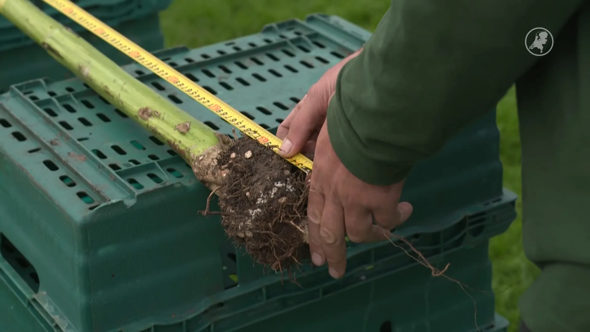 Zonnebloem van 9,24 meter: Europees record voor Jeroen uit Enschede
