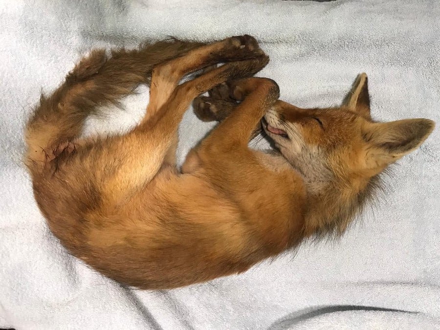 Dierenambulance moet vos laten inslapen na aanrijding op A9