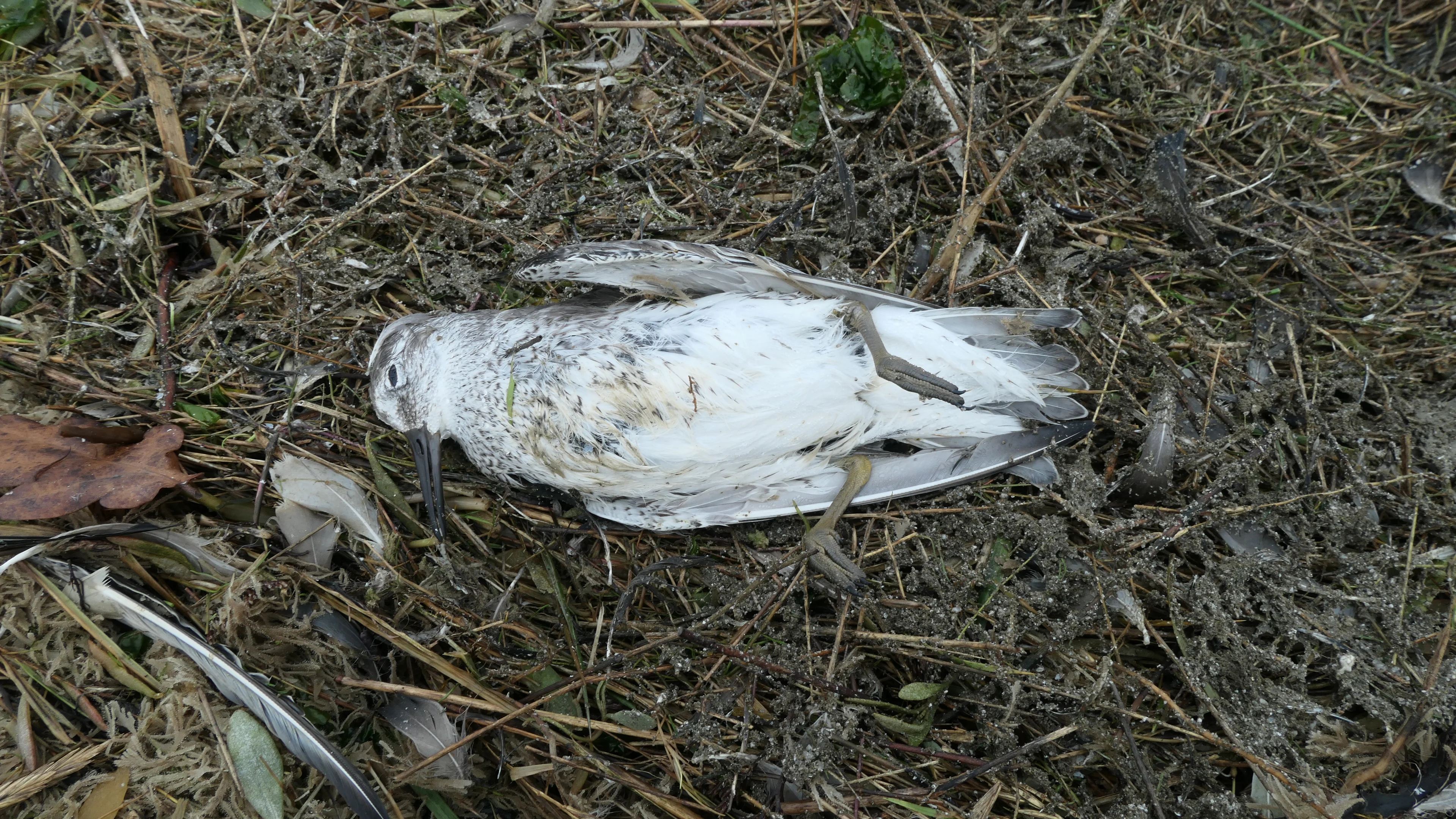 Duizend dode vogels spoelen aan op Schiermonnikoog, onderzoek naar doodsoorzaak