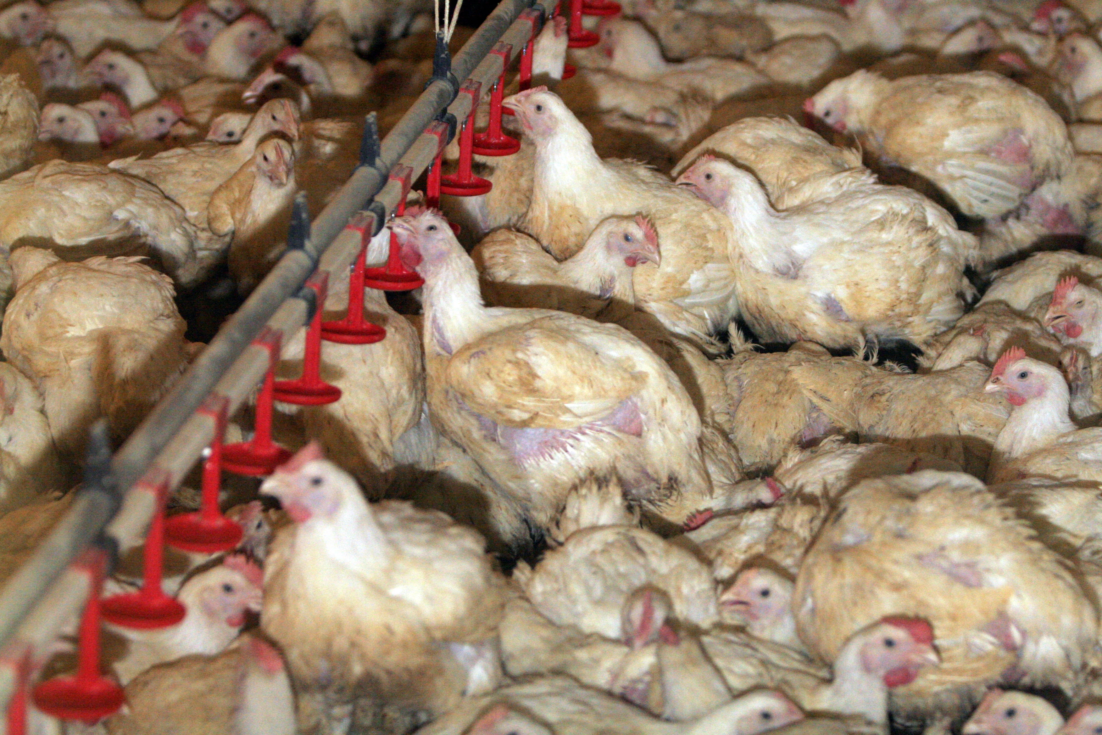 Alleen nog kip met Beter Leven-ster in supermarkt, maar 'plofkip beter voor milieu'