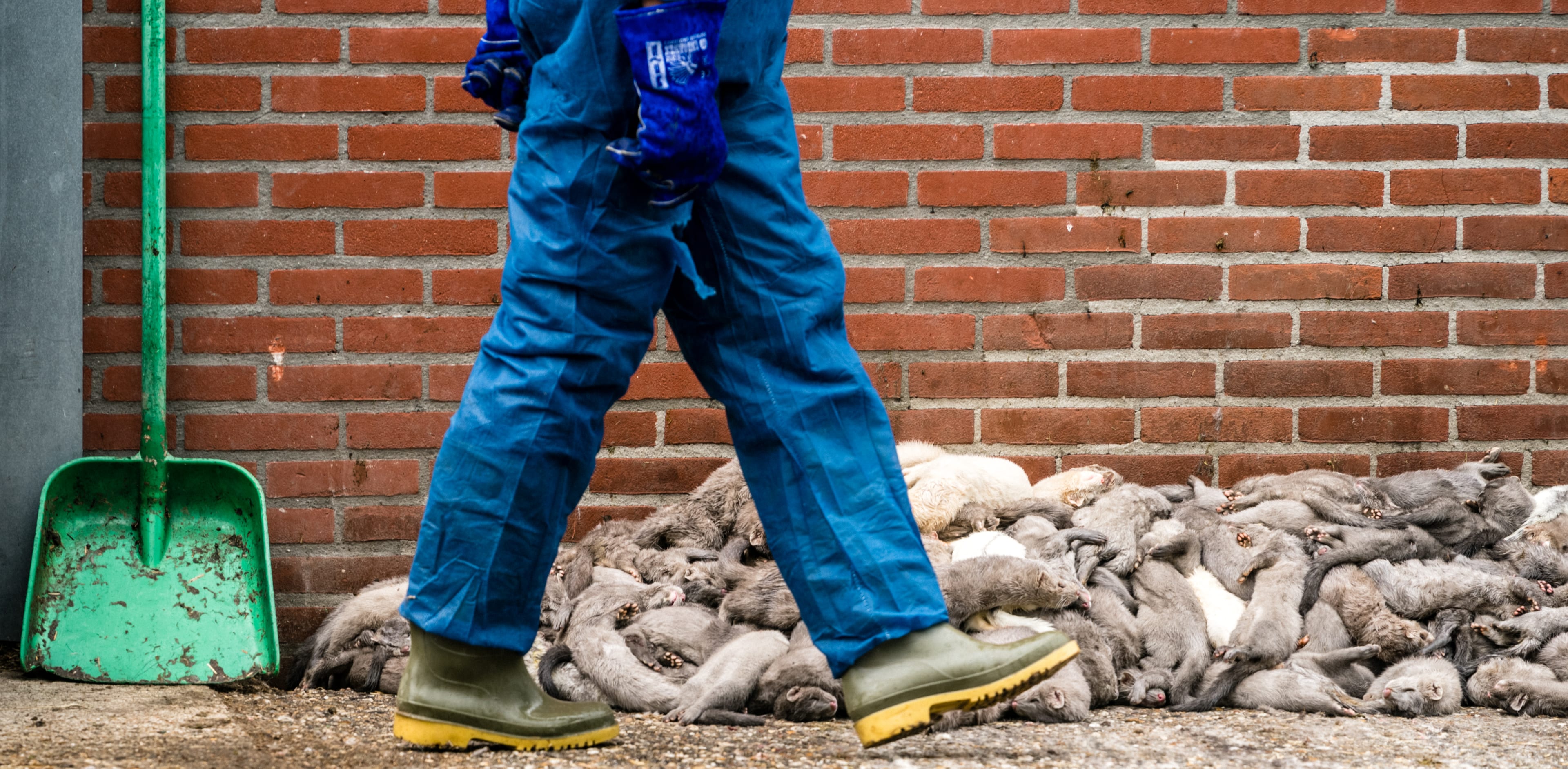 Coronavirus aangetroffen bij twee nertsenbedrijven