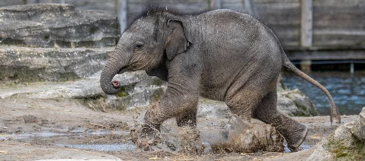 Olifantje Nagarr (1) plotseling overleden in dierentuin WILDLANDS