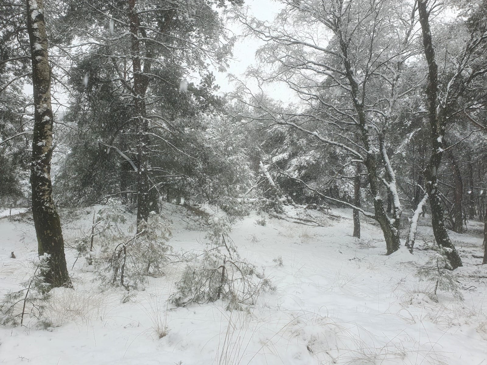 Nederland maakt zich op voor winterse 1 april: 'De sneeuw breidt zich de komende uren uit'