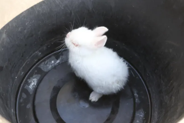 Overstekend babykonijntje net op tijd van de N206 afgehaald 