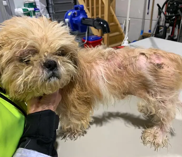 Politie zoekt eigenaar verwaarloosd hondje Eddy: 'Hij had lange nagels en zijn vacht stonk'