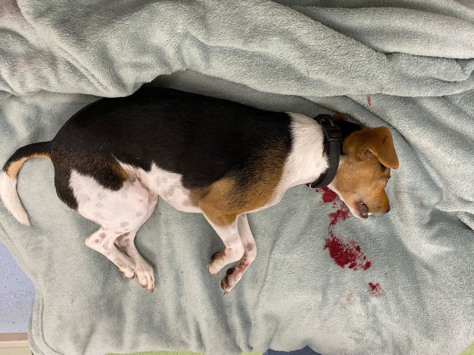 Hondje Ivy op slag dood na aanrijding, automobilist rijdt door: 'Hij had het op ons gemunt'