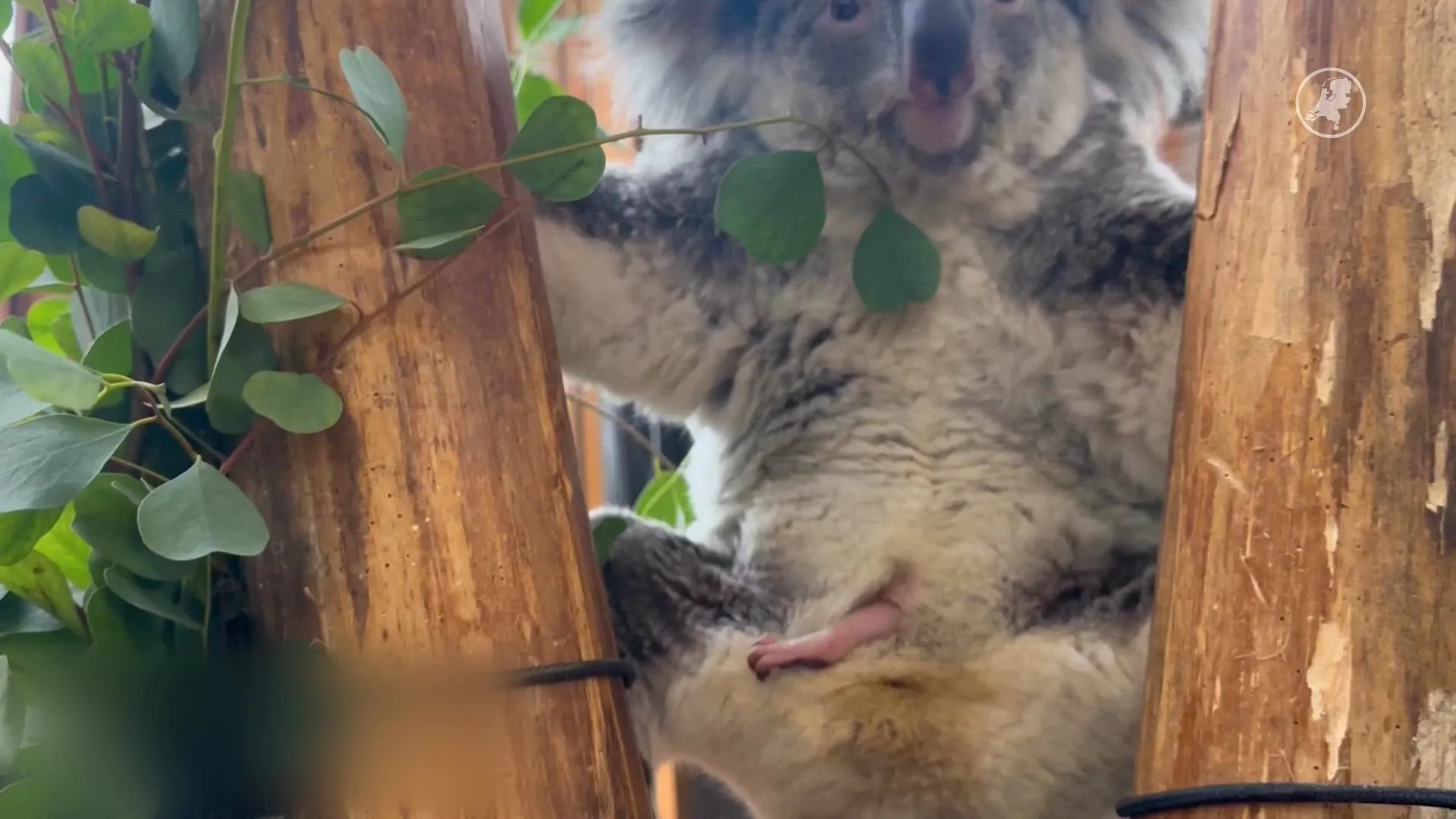ZIEN: Voor het eerst een glimp van het eerste in Nederland geboren koalajong