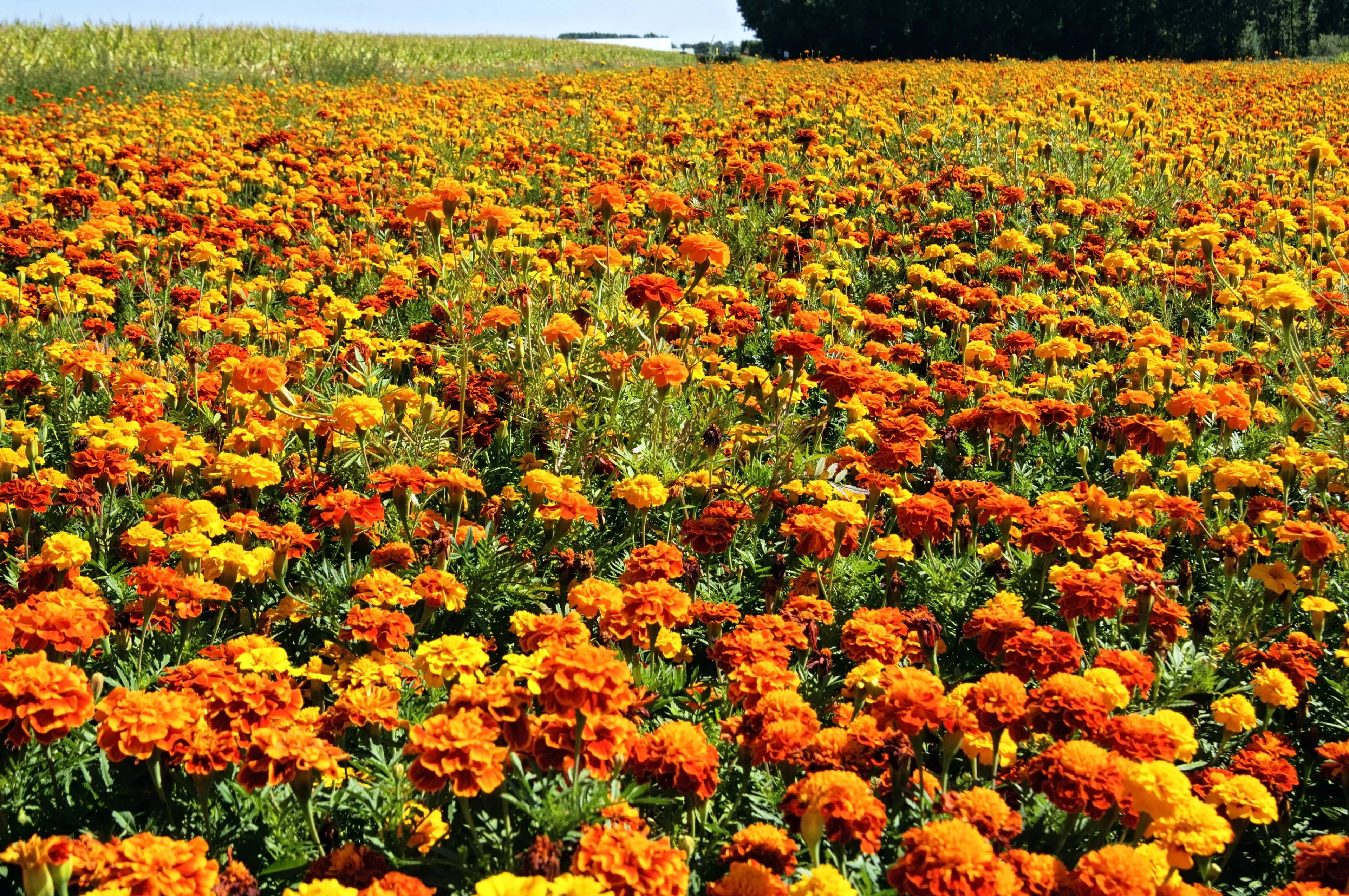 Afrikaantjes heten in Winterswijk geen afrikaantjes meer, mede dankzij racismediscussie