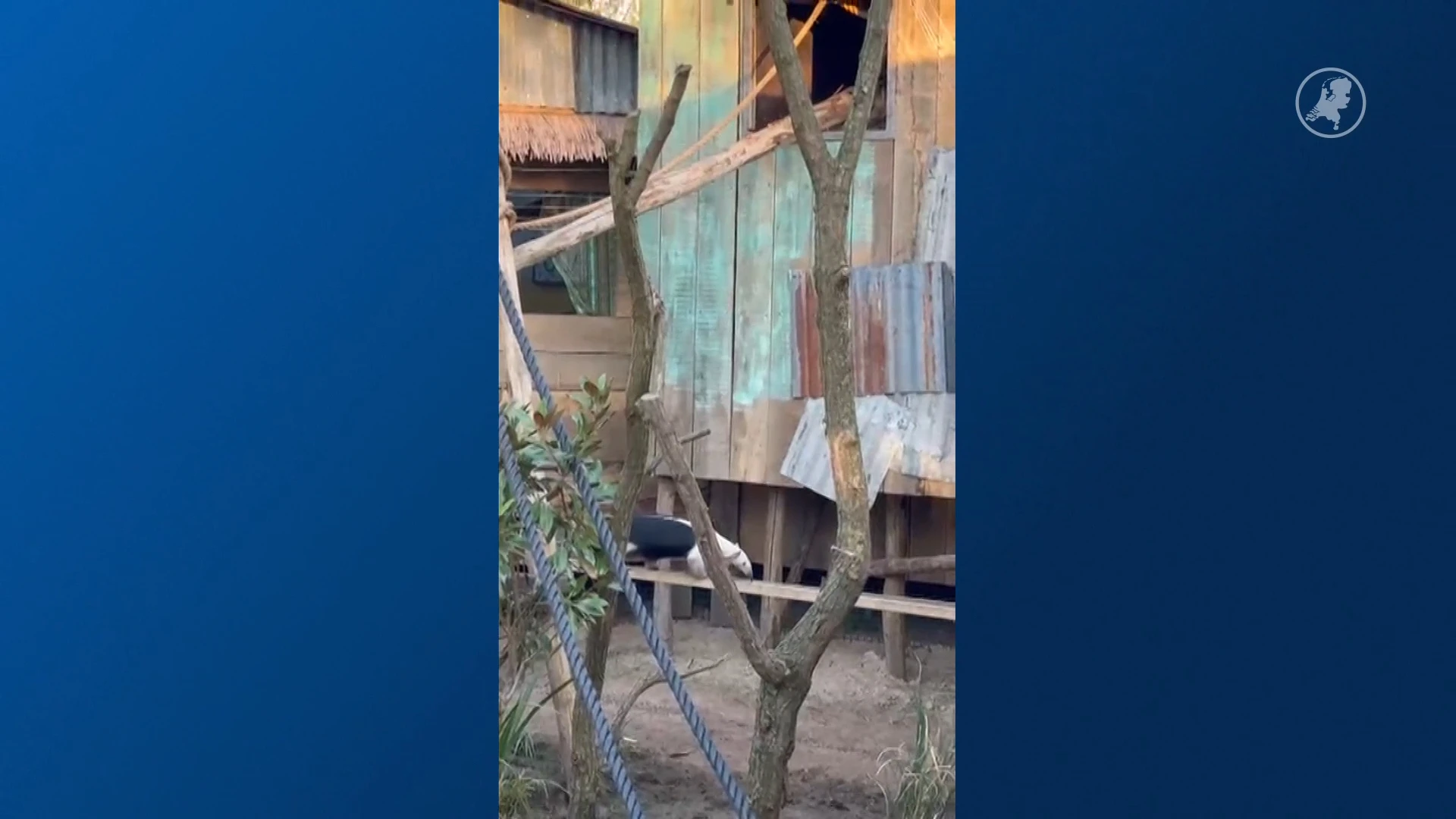 Miereneter ontsnapt uit Hof van Eckberge