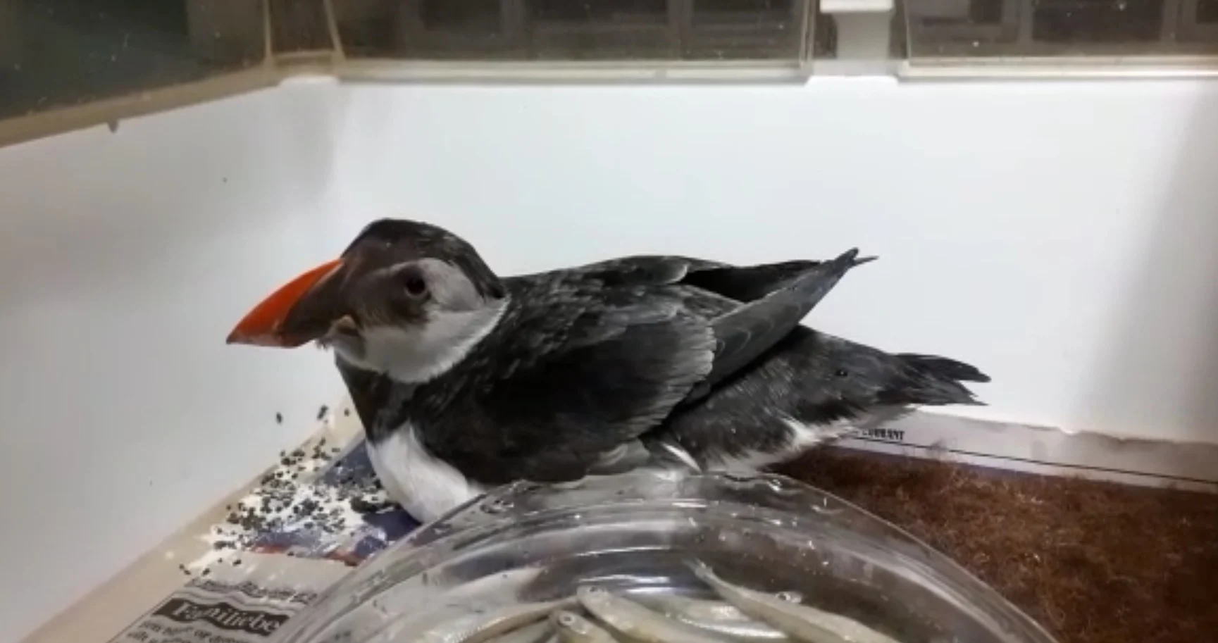 Zeldzaam: papegaaiduiker opgedoken in Nederland... en hij leeft nog!