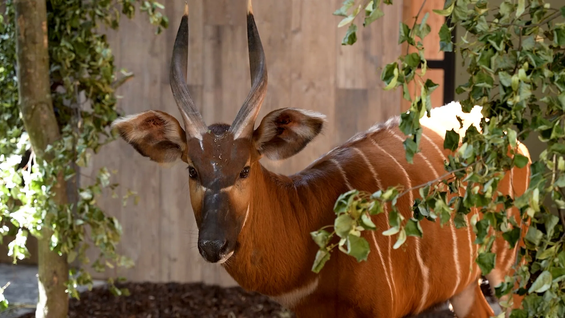 Ernstig bedreigde bergbongo's verkennen nieuw verblijf in GaiaZOO