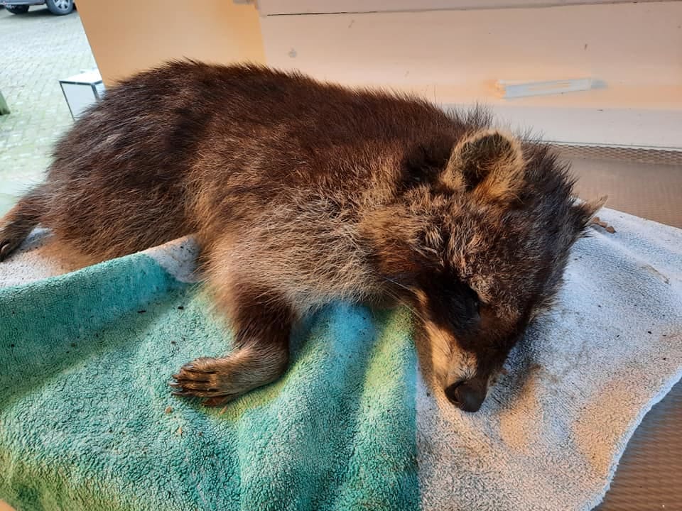 Wasbeer overleden na gruwelijke verwonding door verboden strikval