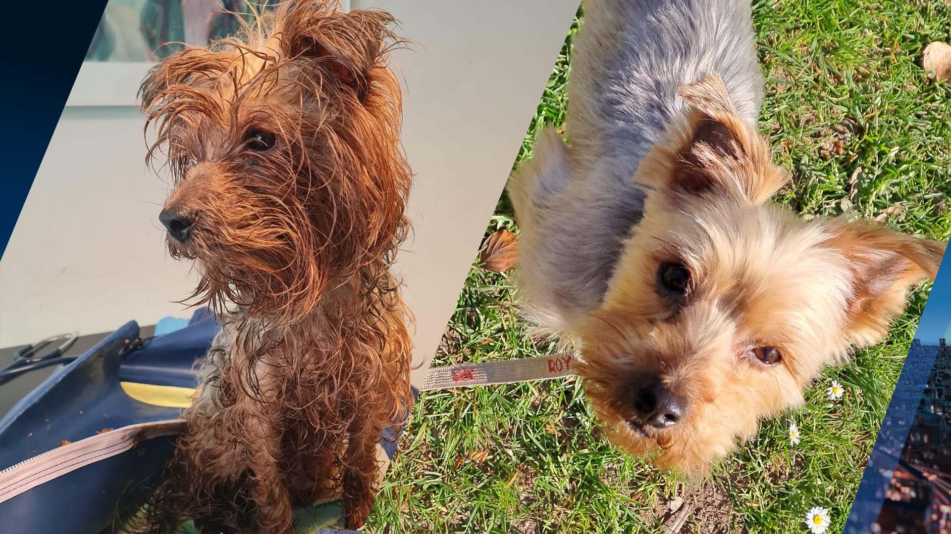 Goed nieuws over uitgemergeld containerhondje: Boris is helemaal opgeknapt