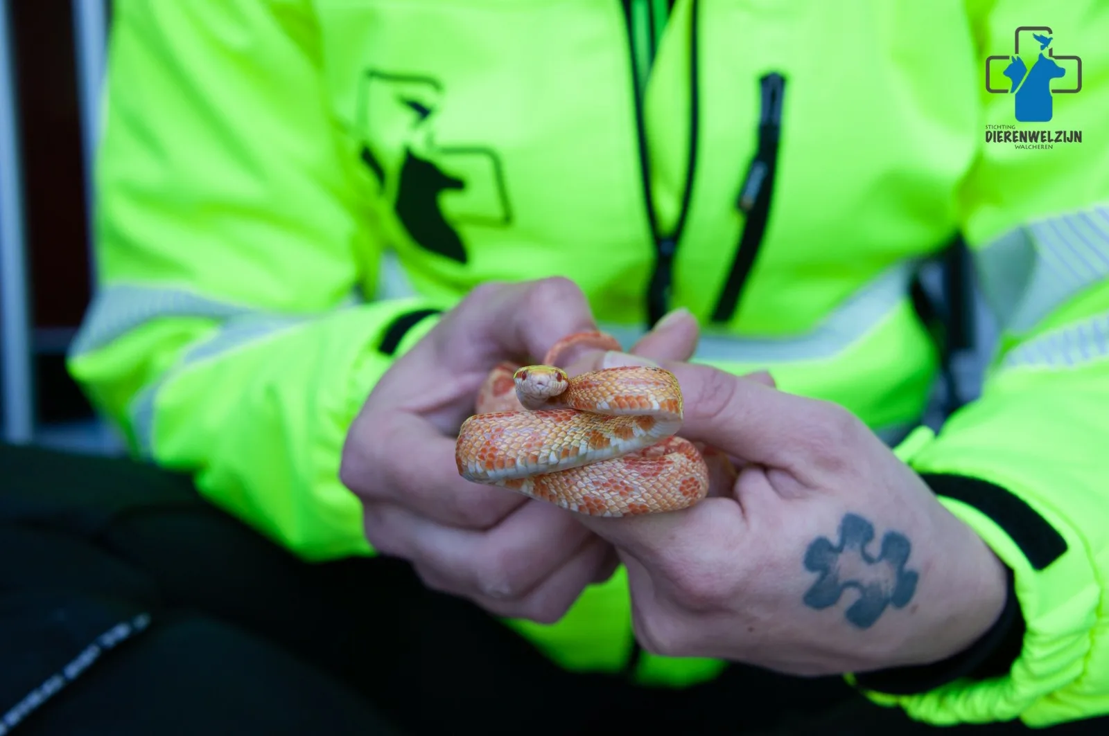 Maria vindt rode rattenslang in haar bed: 'Hij ging sissen als je dichterbij kwam'