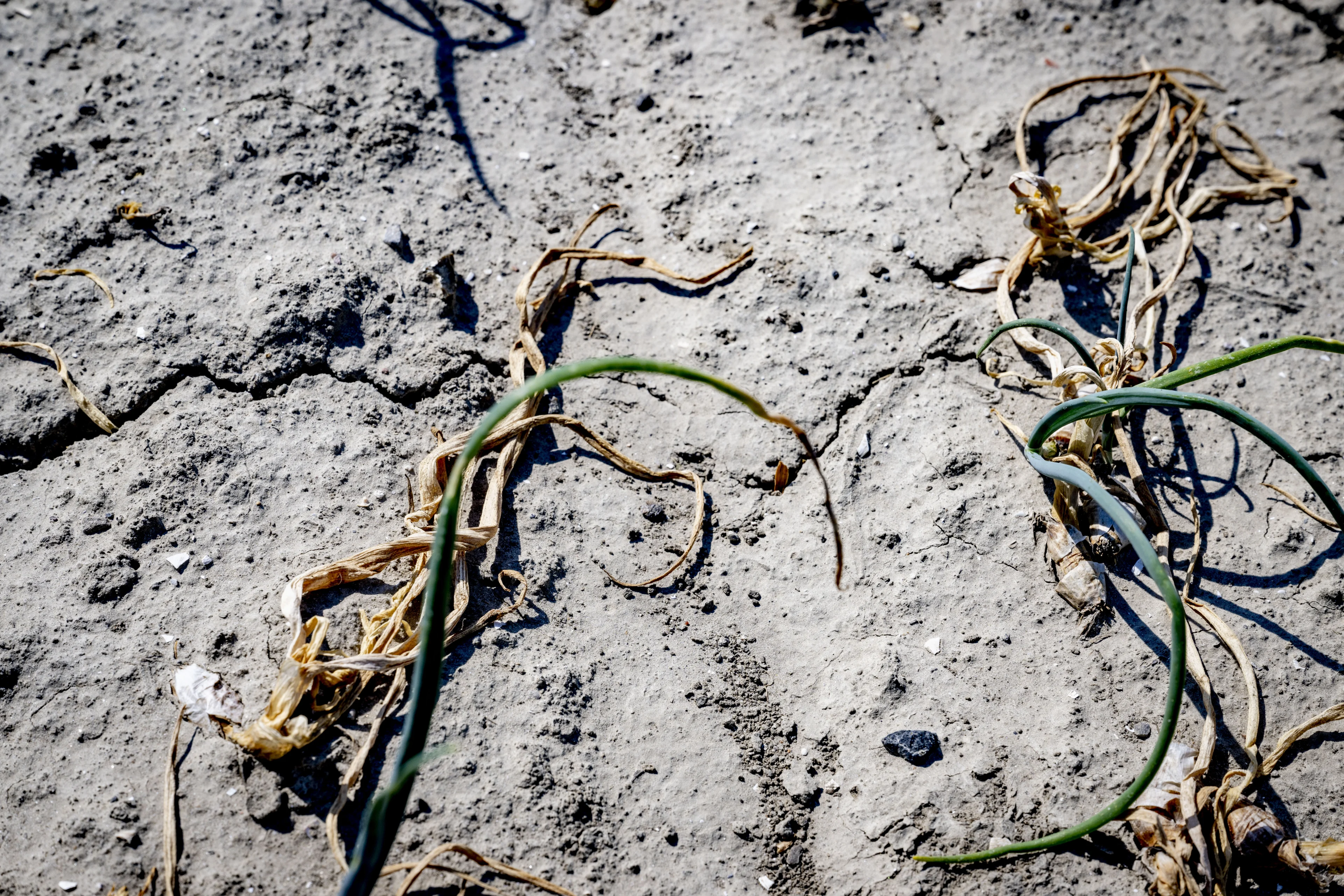 Juni kan droogste maand ooit worden, wanneer gaat het weer regenen?