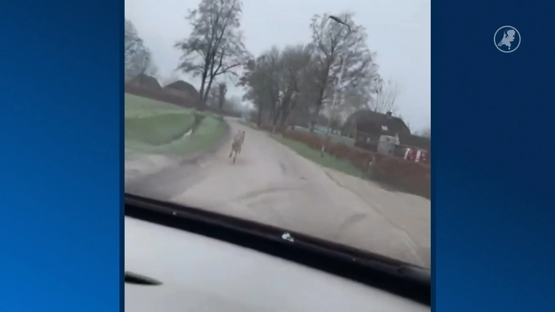 Faunabescherming deelt beelden van achtervolging wolf in Oene