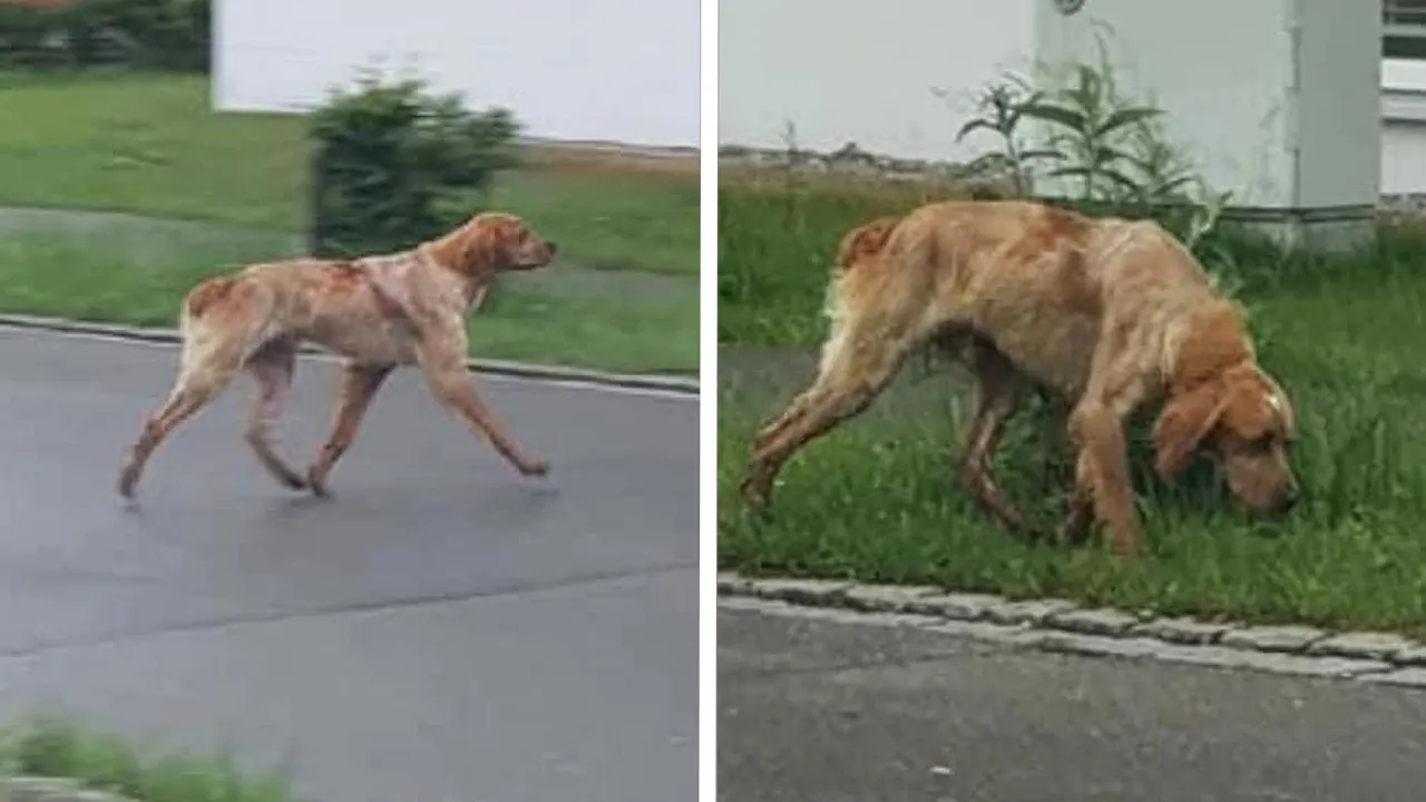Verwilderde hond loopt 600 kilometer van Zwitserland naar Nederland: 'Benader hem niet zelf!'