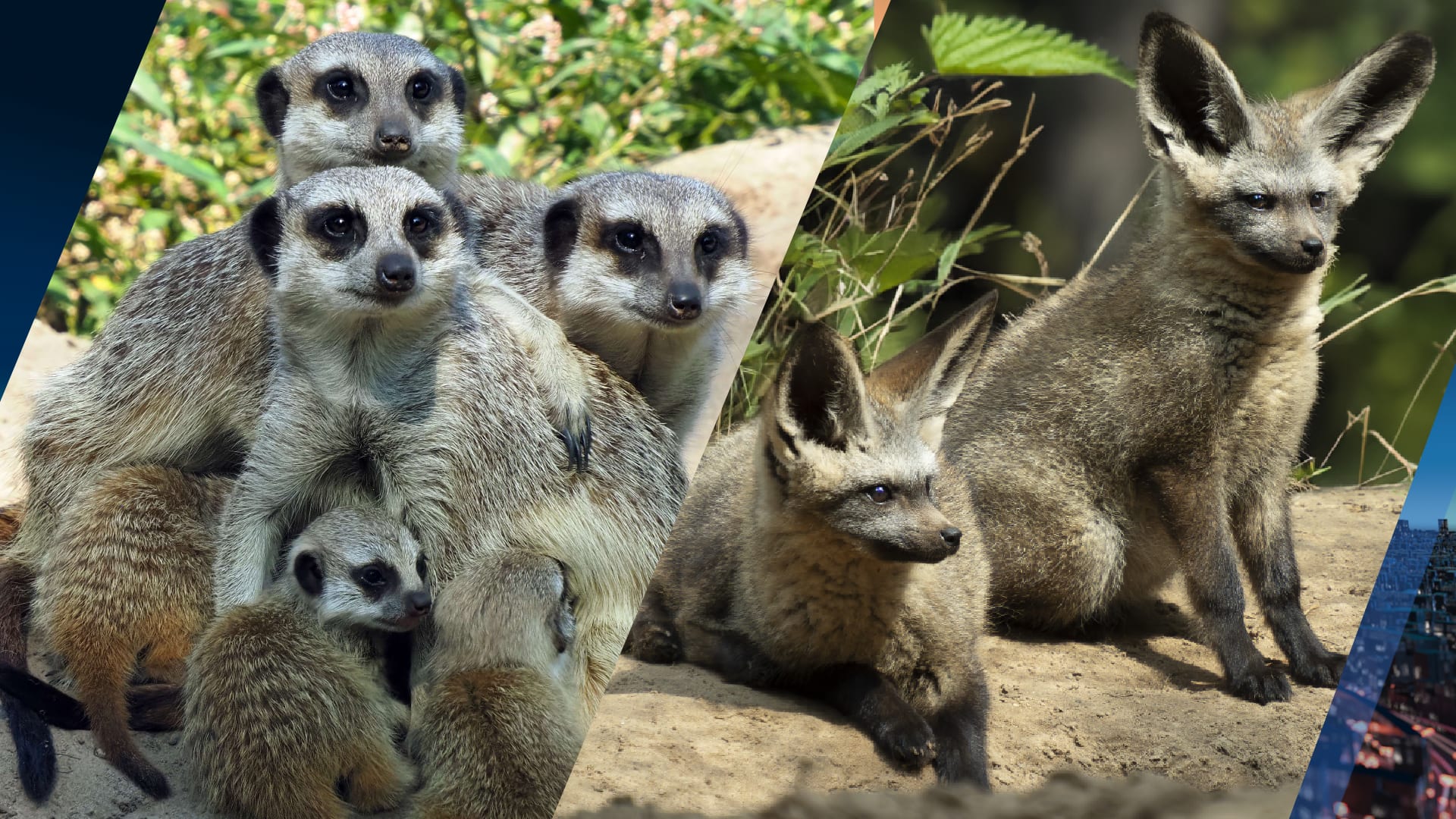 Stokstaartjes in Beekse Bergen krijgen nieuwe huisgenoten