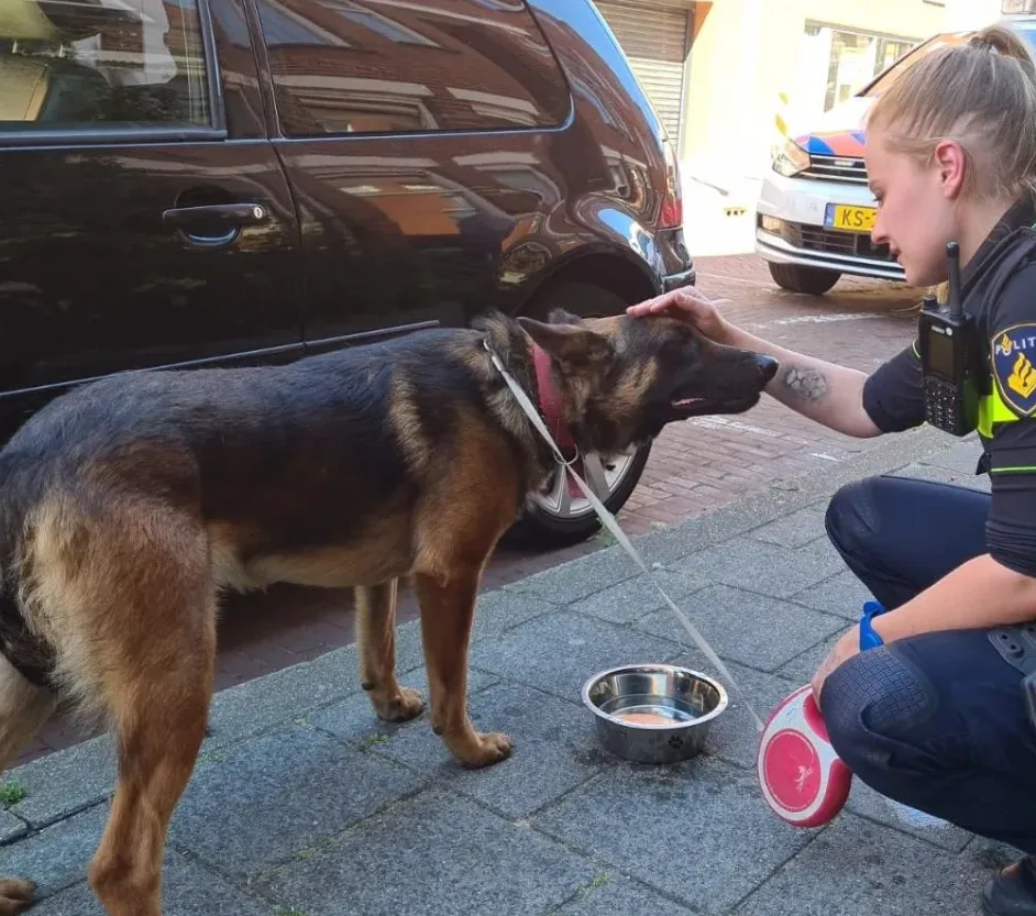 Agenten redden herdershond van bloedheet balkon in Den Haag
