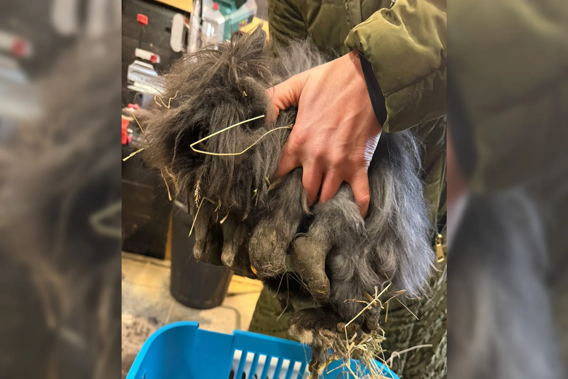 Dierenleed in Zeeuwse woning: Flappus vangt 90 verwaarloosde dieren op