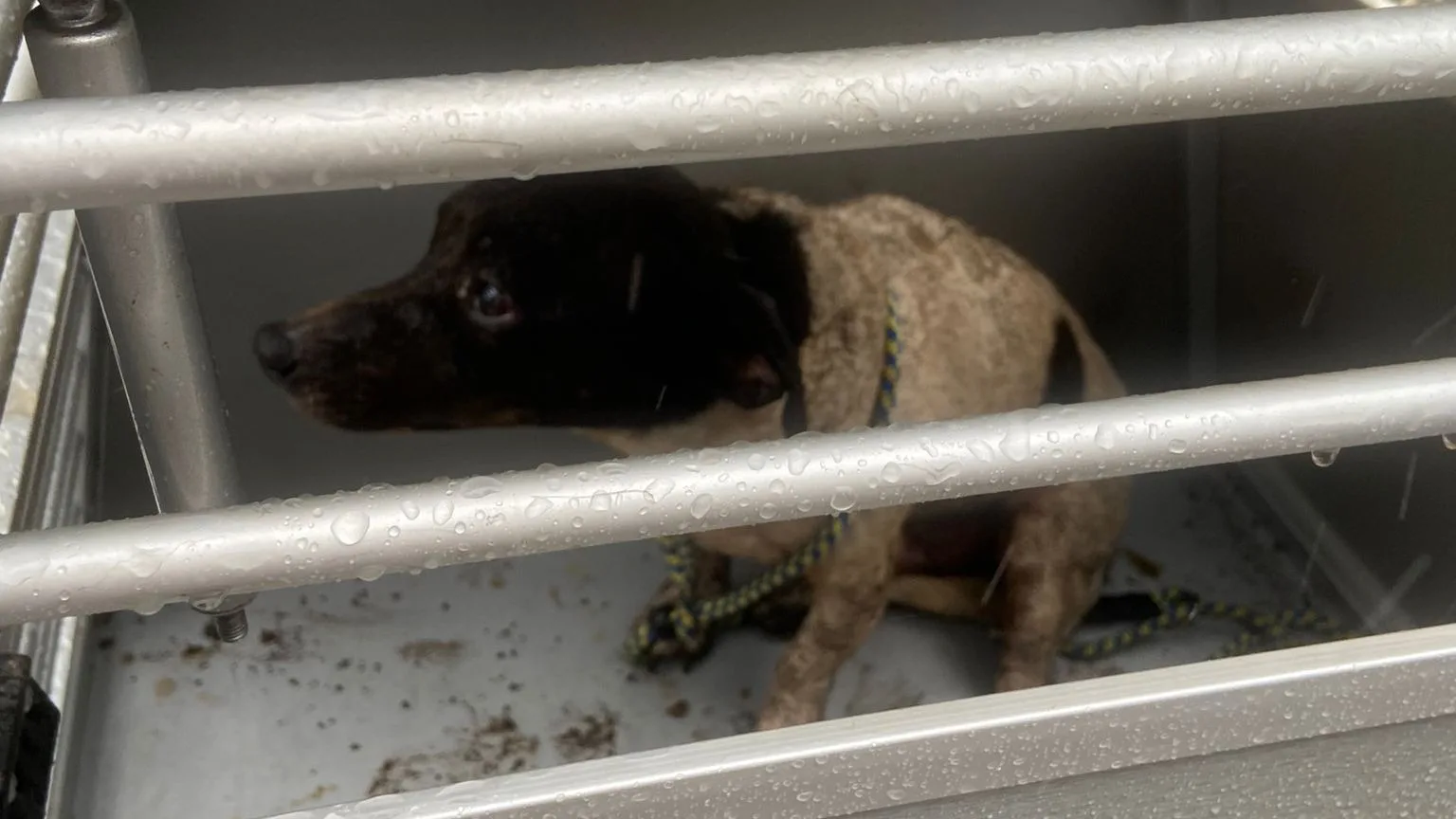 Hondje Spark onder puin gevonden na explosie camping: 'Heel veel geluk gehad'