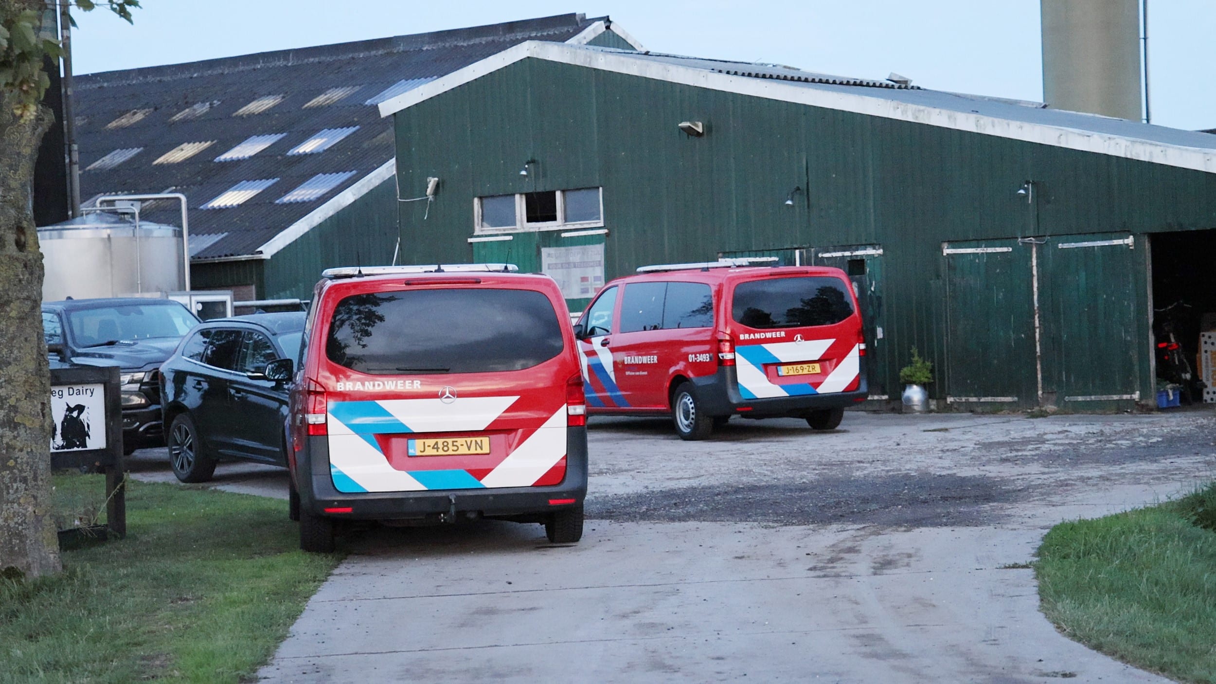 Negentien koeien sterven op mysterieuze wijze in Groningse Adorp