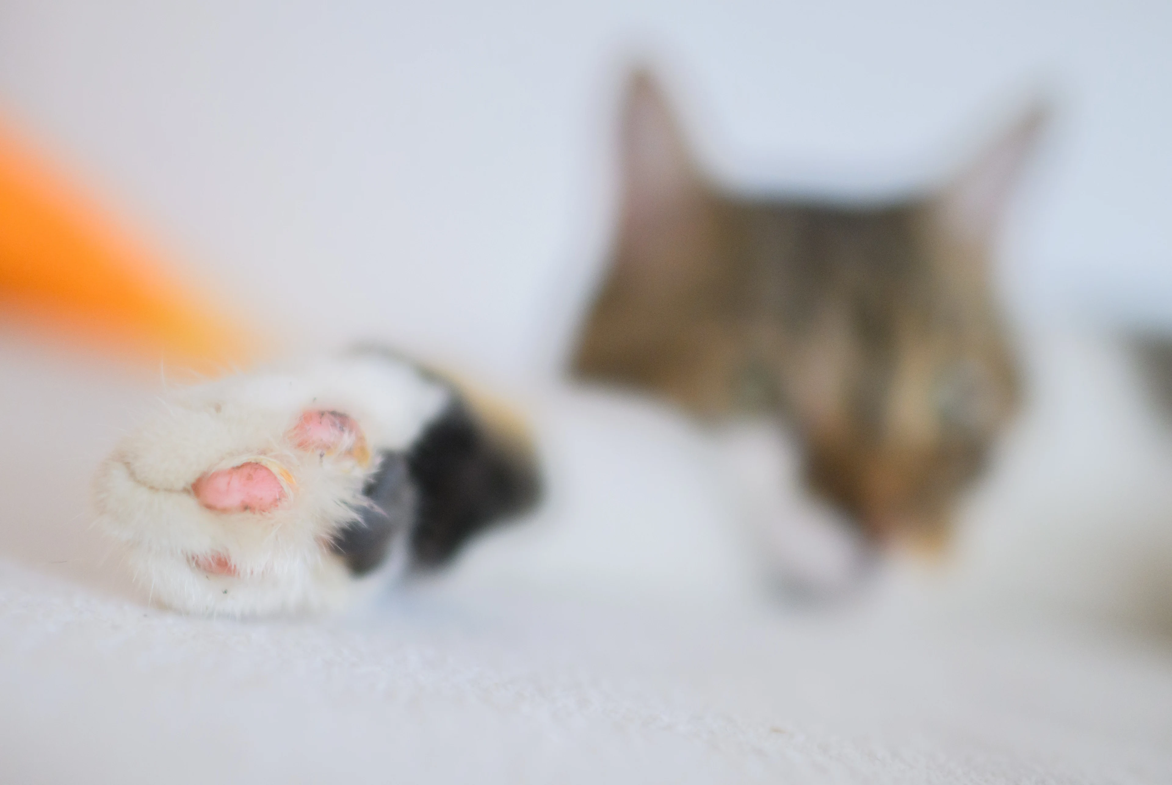 Kat gevild en onthoofd in Midwoud, politie onderzoekt ernstige dierenmishandeling