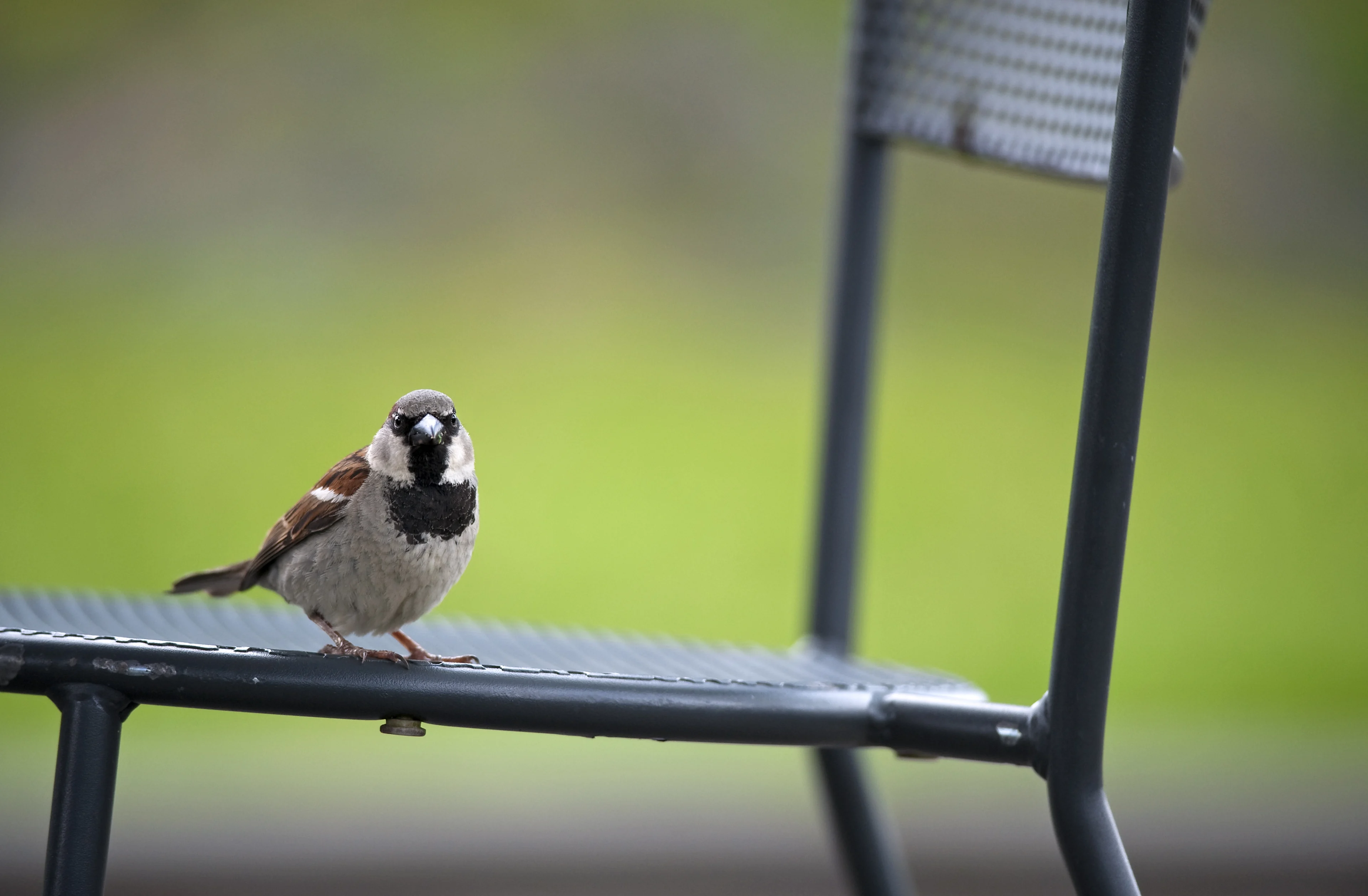Tussenstand Nationale Tuinvogeltelling: dit zijn tot nu toe de meest getelde vogels