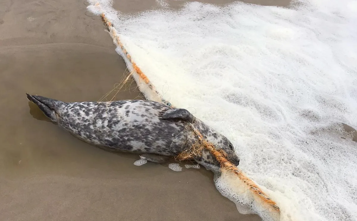 Pieterburen redt 40e zeehond van verstrikkingsdood: 'Schrikbarende toename' 