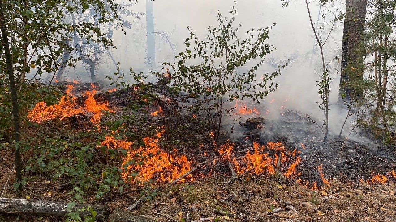 Duizenden vierkante meters bos in brand bij Oostrum