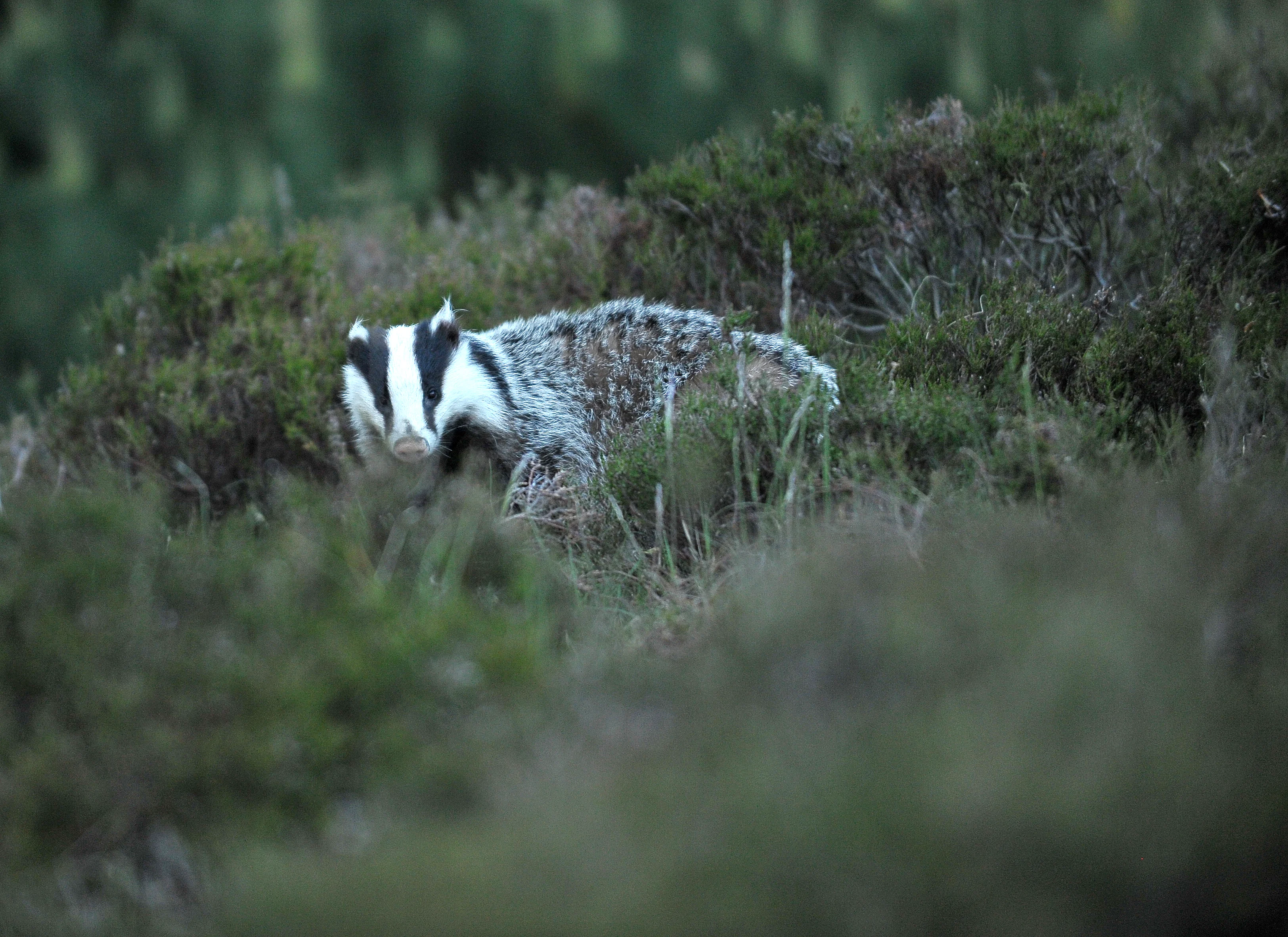 Dassen opnieuw doelwit van vandalen in Ommen: ingang burcht volgestopt met plastic