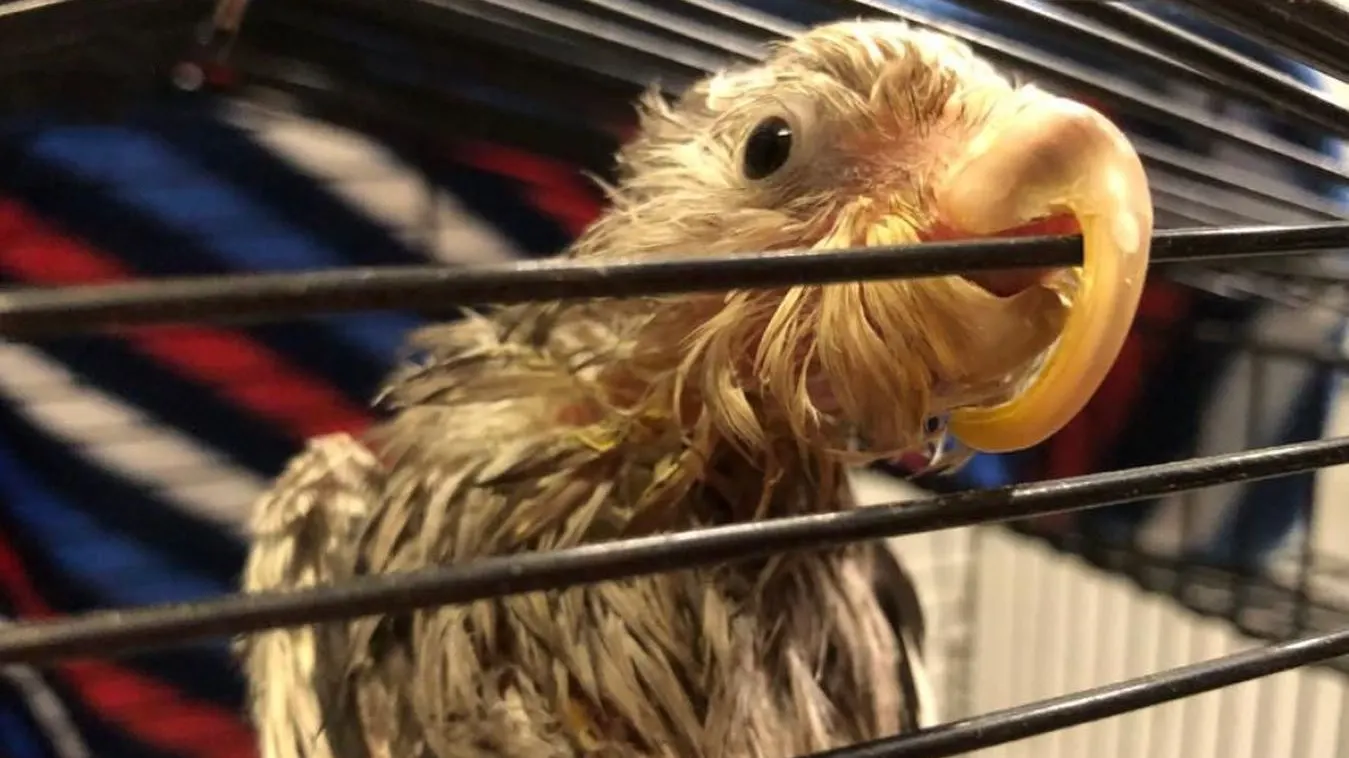 Uitgemergelde valkparkiet gedumpt en overleden, politie zoekt baasje