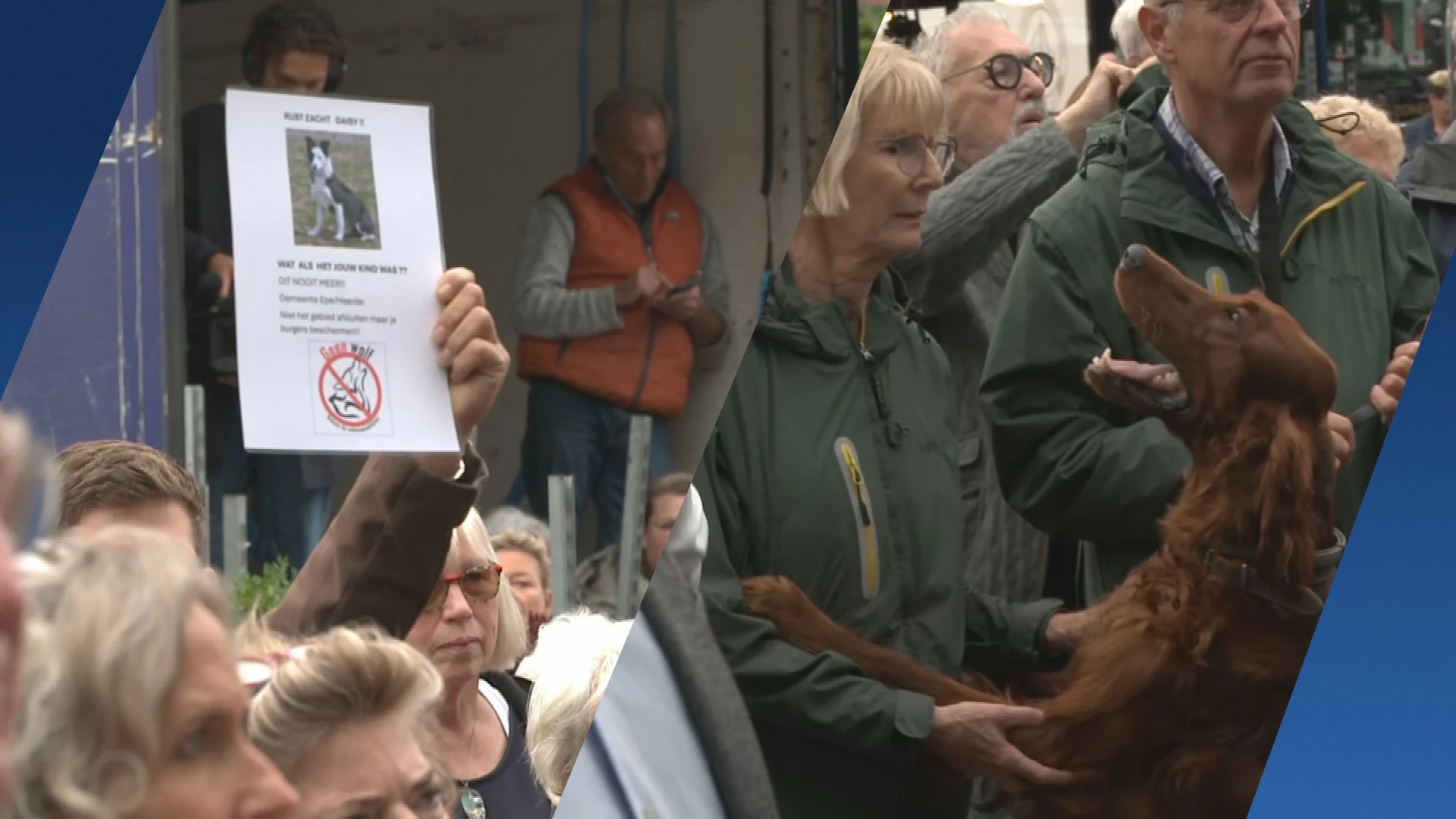 Woede in Epe: hondeneigenaren willen actie na reeks wolvenaanvallen