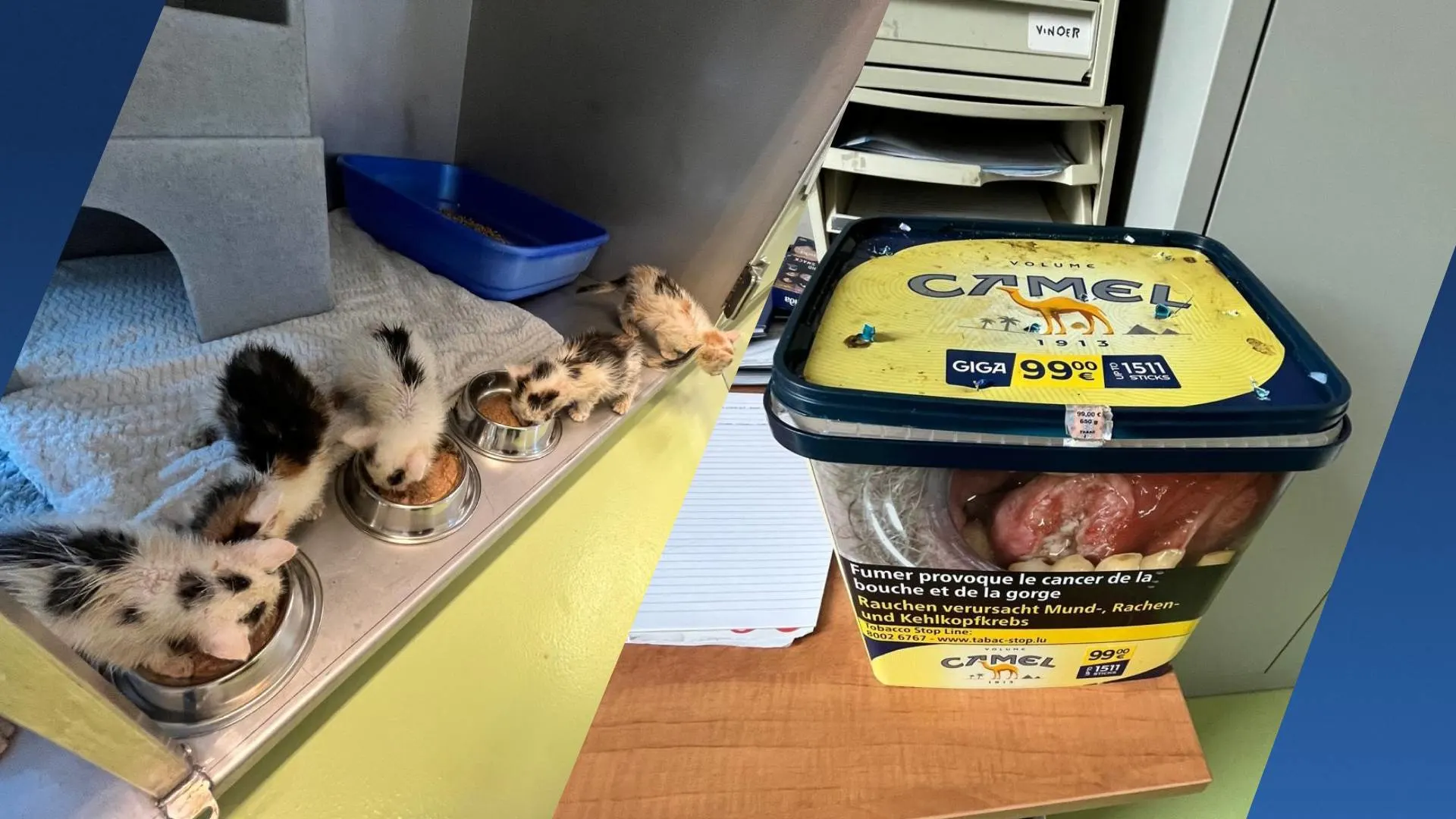 Vijf kittens gedumpt in tabaksdoos in Susteren