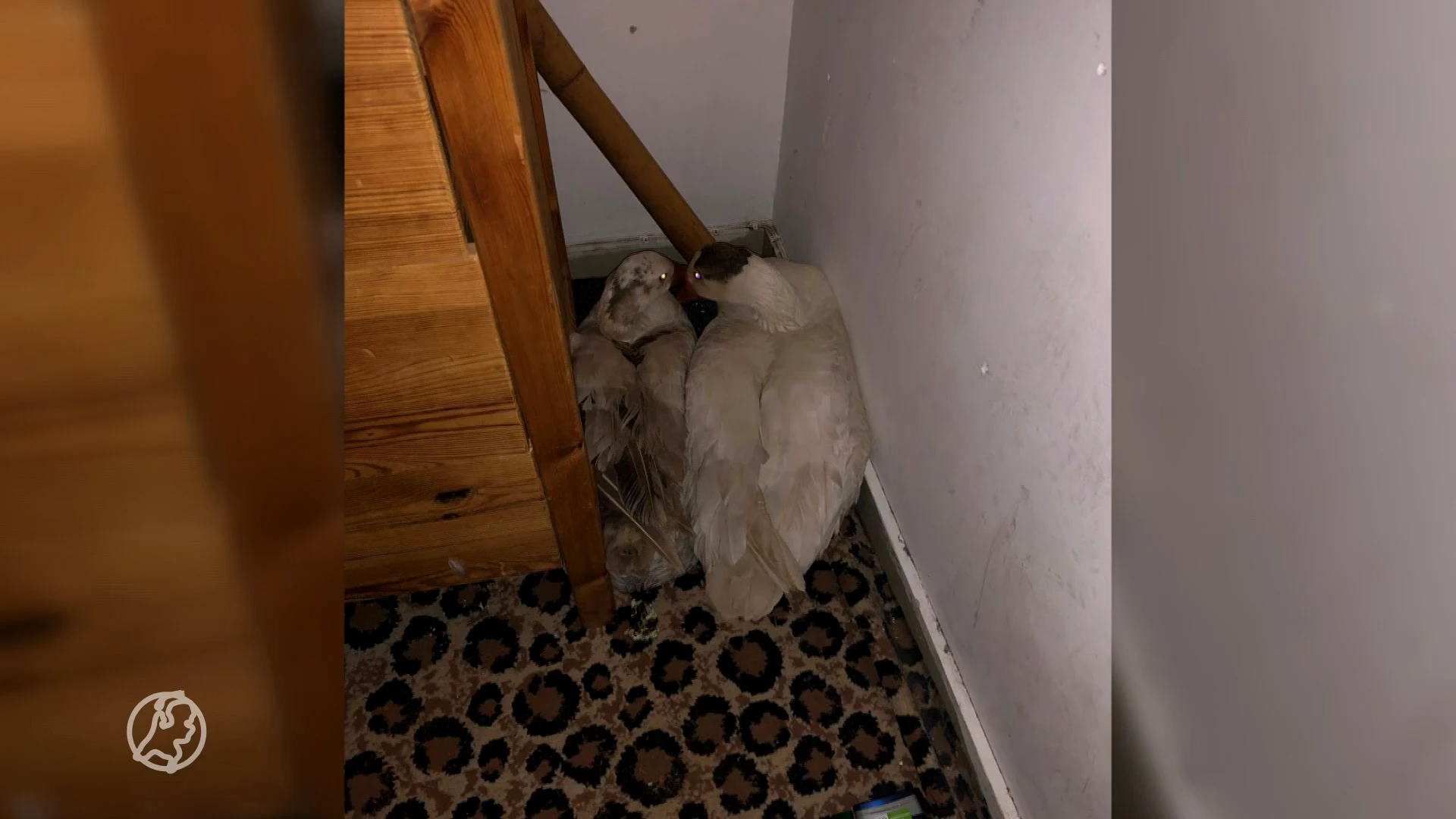 Ganzen gered uit studentenhuis van Vindicat in Groningen: 'Ze zaten angstig in een hoekje'