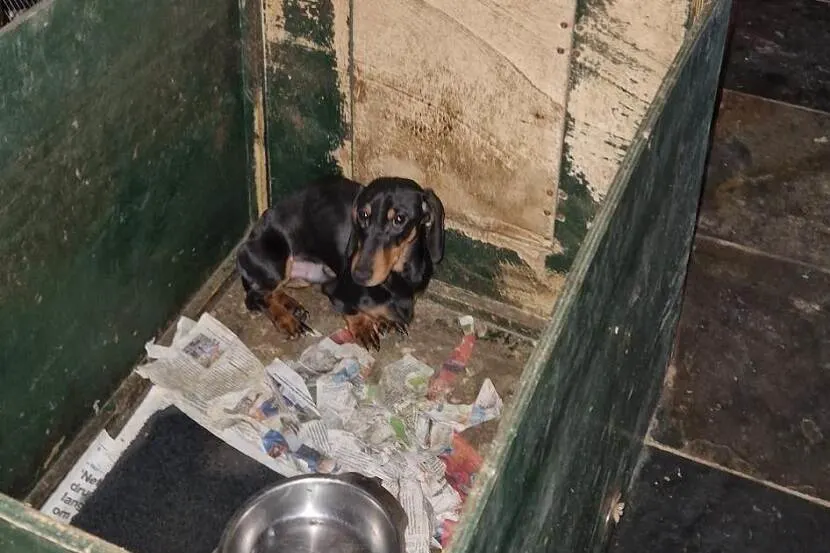 Teckels weggehaald bij fokker in Gelderland: 'Zaten in eigen uitwerpselen'