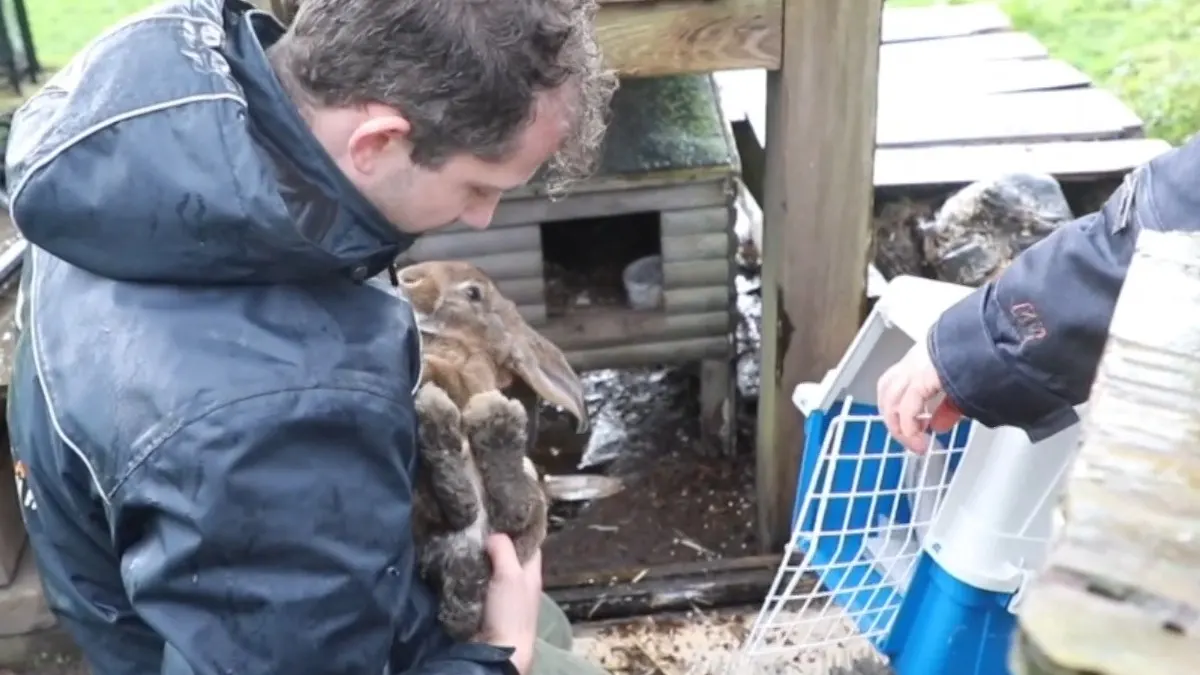 Dierenambulance woest na wéér een dierendumping: konijn overleden
