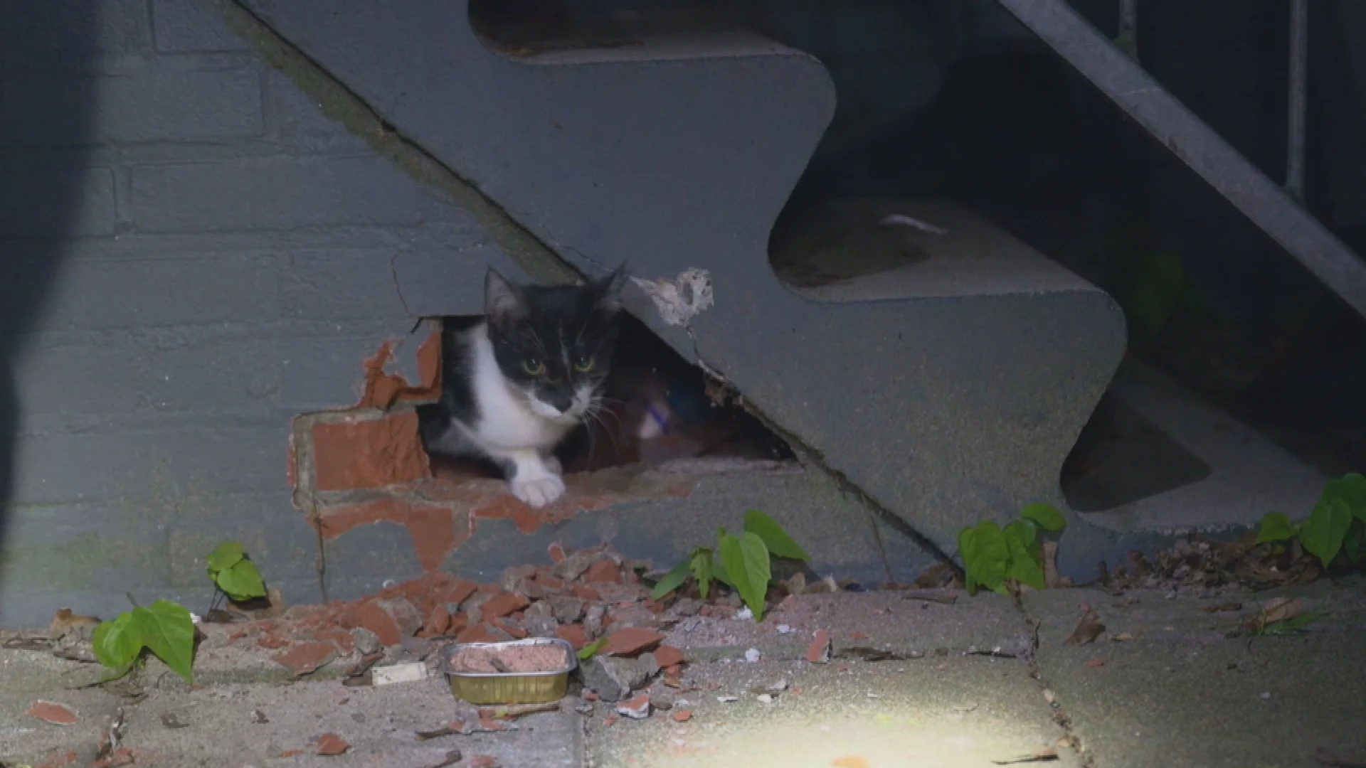 Brandweer redt kat uit benarde situatie: muurtje gesloopt om Oreo te redden