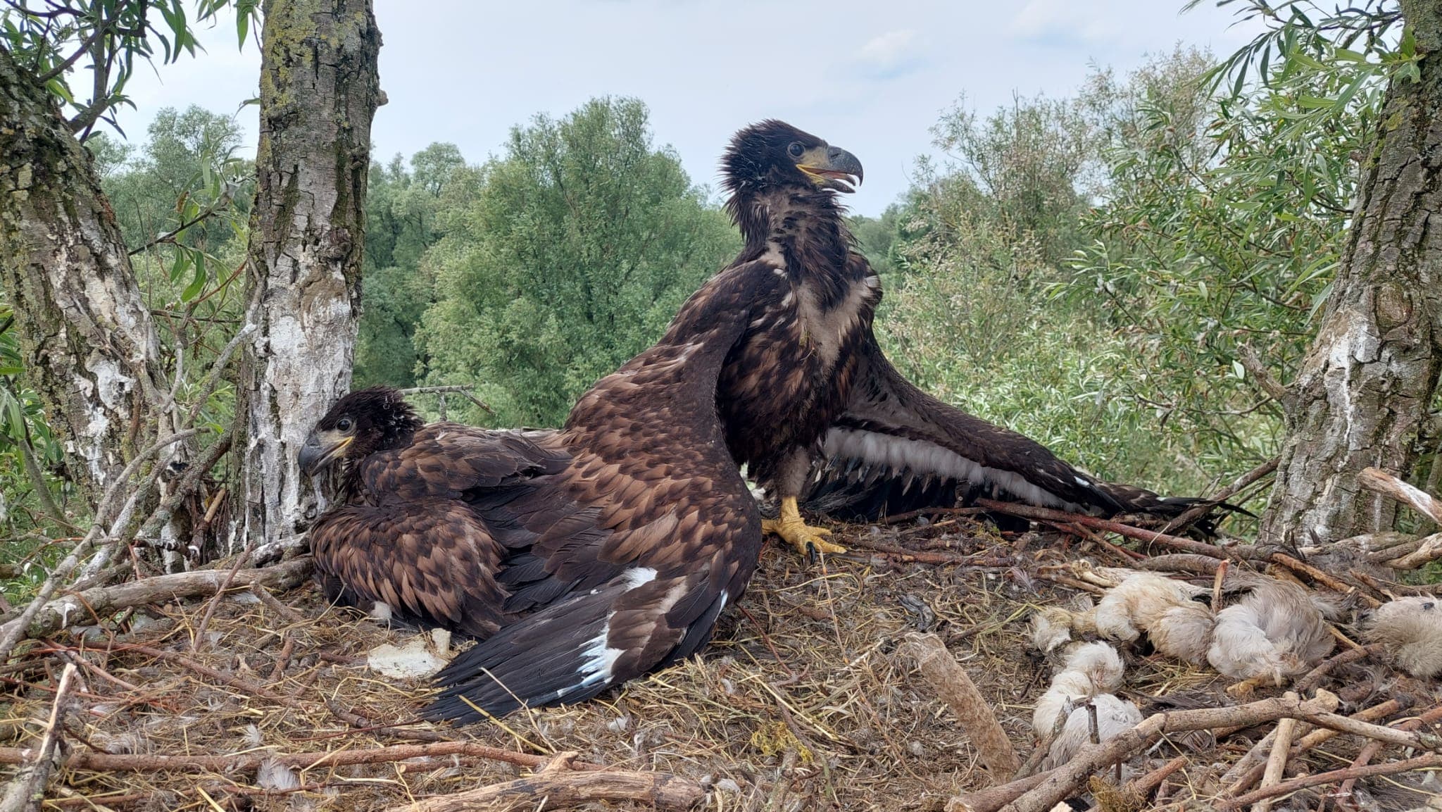 Drie zeearendkuikens geboren in Flevoland: 'Bijzonder'