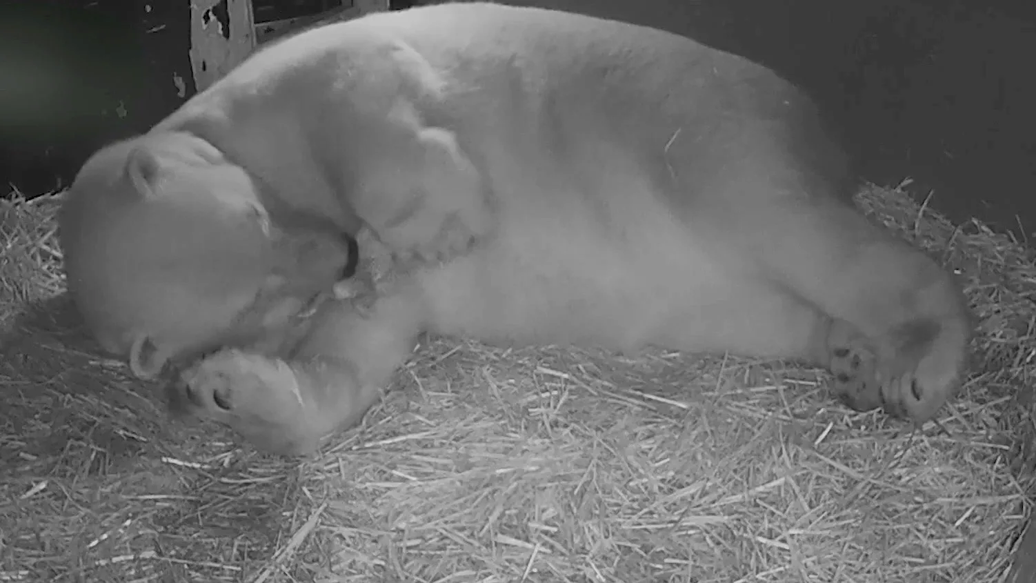Lief! IJsbeertje geboren in Dierenrijk, eerste momenten op beeld