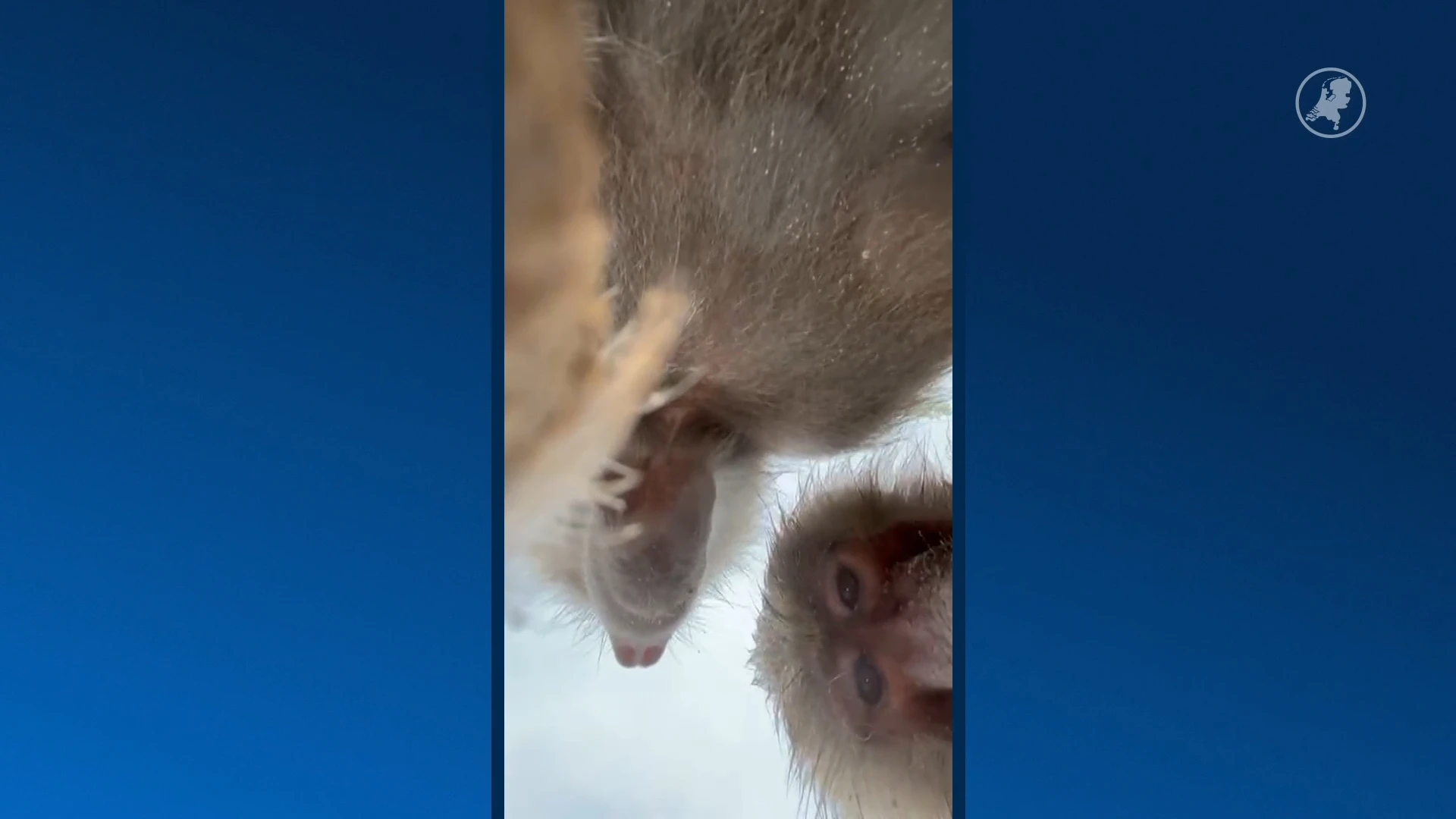 Shahra verliest mobiel bij Wildlands, bavianen gaan ermee aan de haal