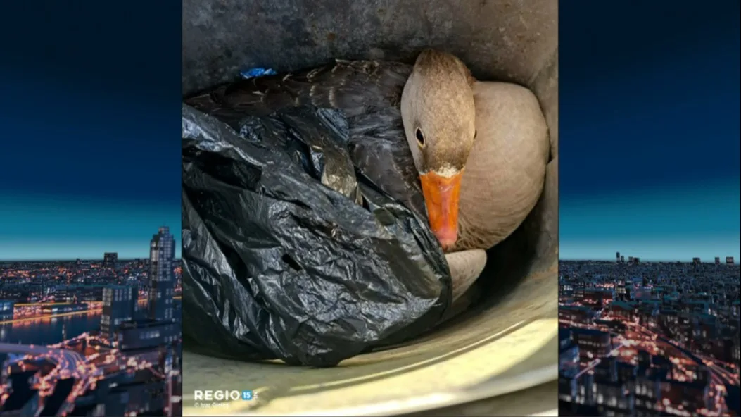 Dierenbeul stopt gans in prullenbak in Zoetermeer: 'Onmogelijk dat ze daar zelf in is gekomen'