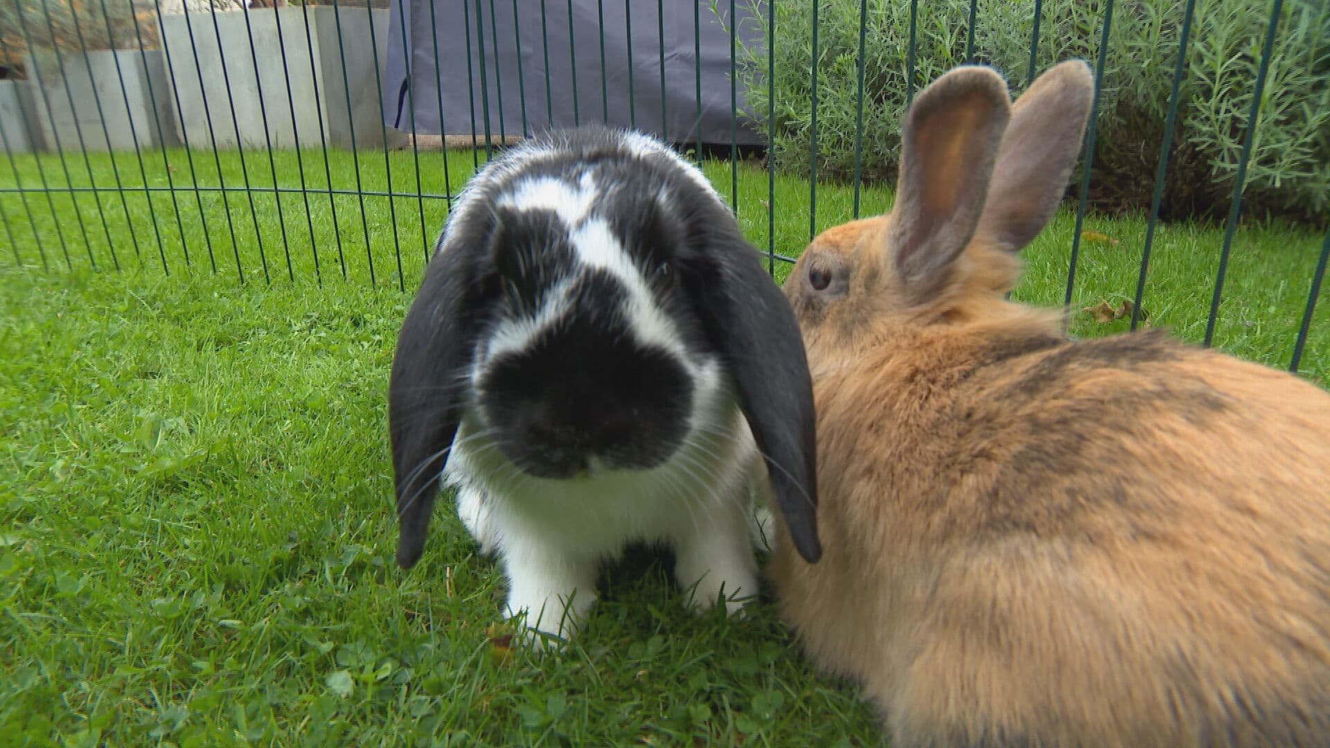 Konijnen gedumpt voor de vakantie: opvangcentra stromen vol met afgedankte 'corona'-Flappies