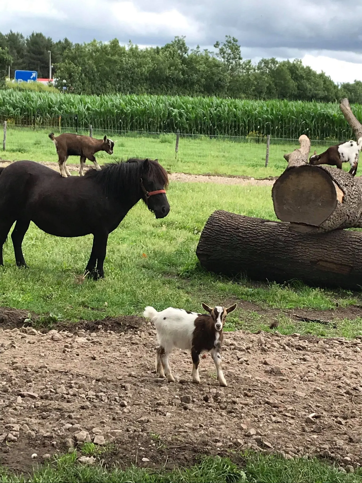 Pony en ezel samen op zoek naar 'kerststal', eindigen op carpoolplaats Maarheeze