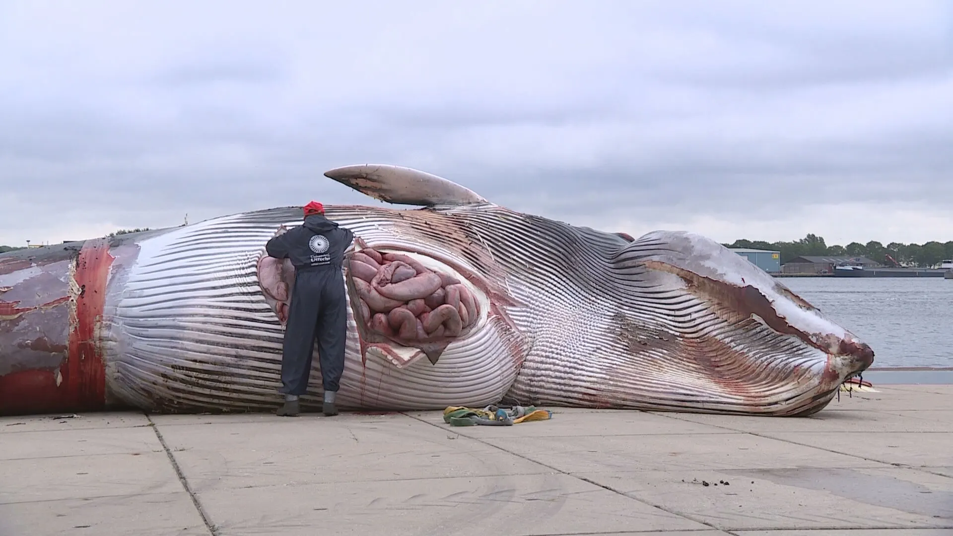 Onderzoekers ontleden reusachtige dode vinvis op kade Terneuzen