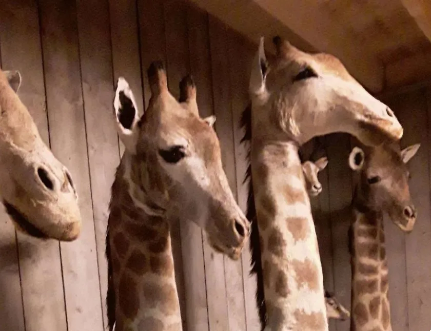 Vier opgezette giraffen en andere beschermde dieren ontdekt bij handelaar in Brabant